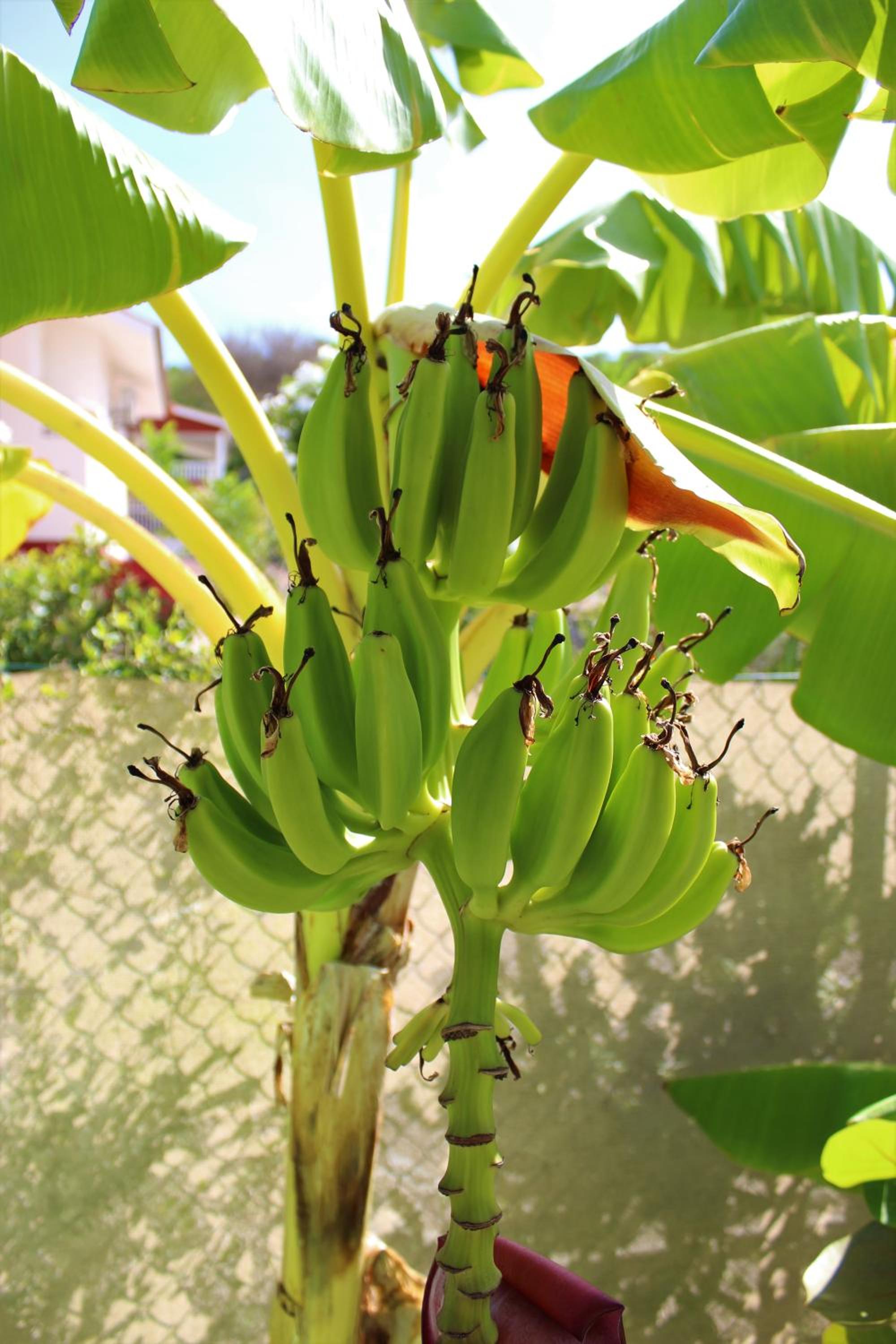 CAS IGUANA - Curacao - Villapark Fontein - Ferienhaus mit Pool