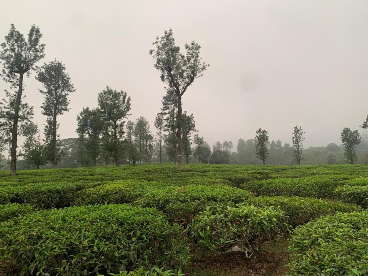 Whispering Tea Villa