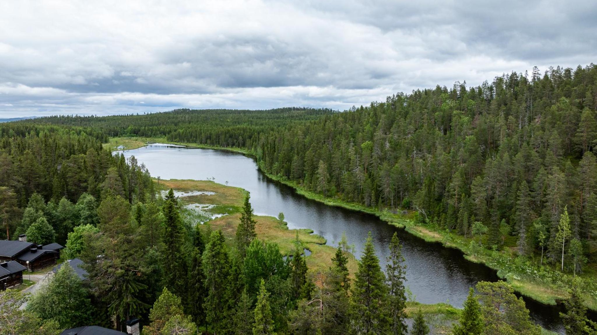 Salmenkelo, Ruka