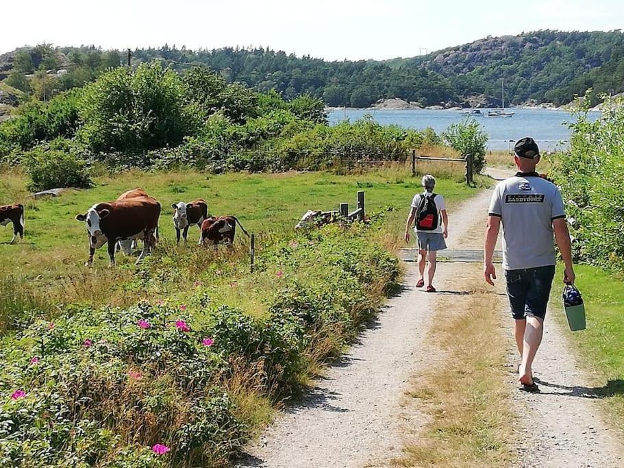 Hus med landsbygd och hav view 3