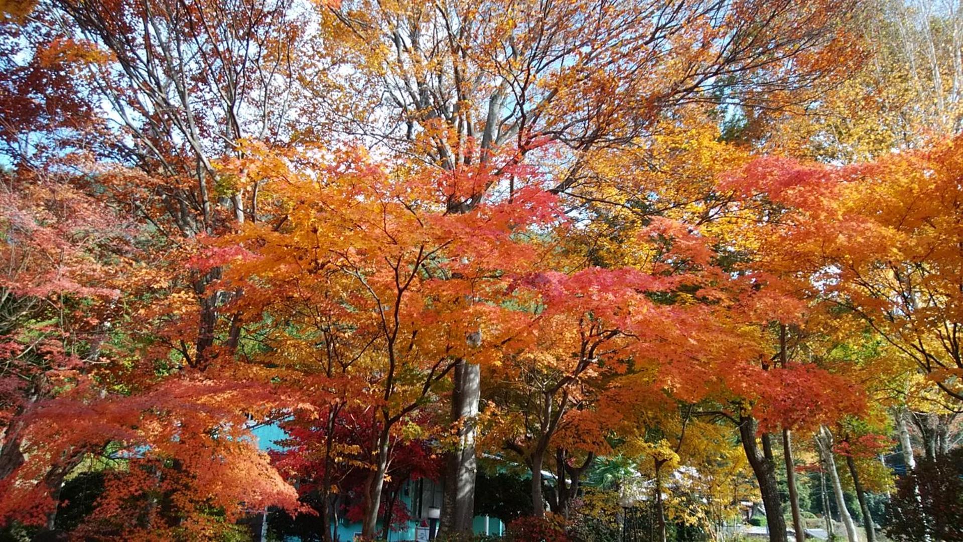 SunSunFujiyama