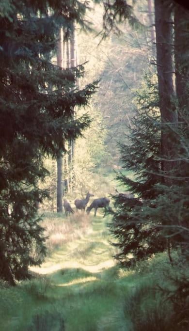 Auszeit auf dem Land im Forsthaus Hohe Heide