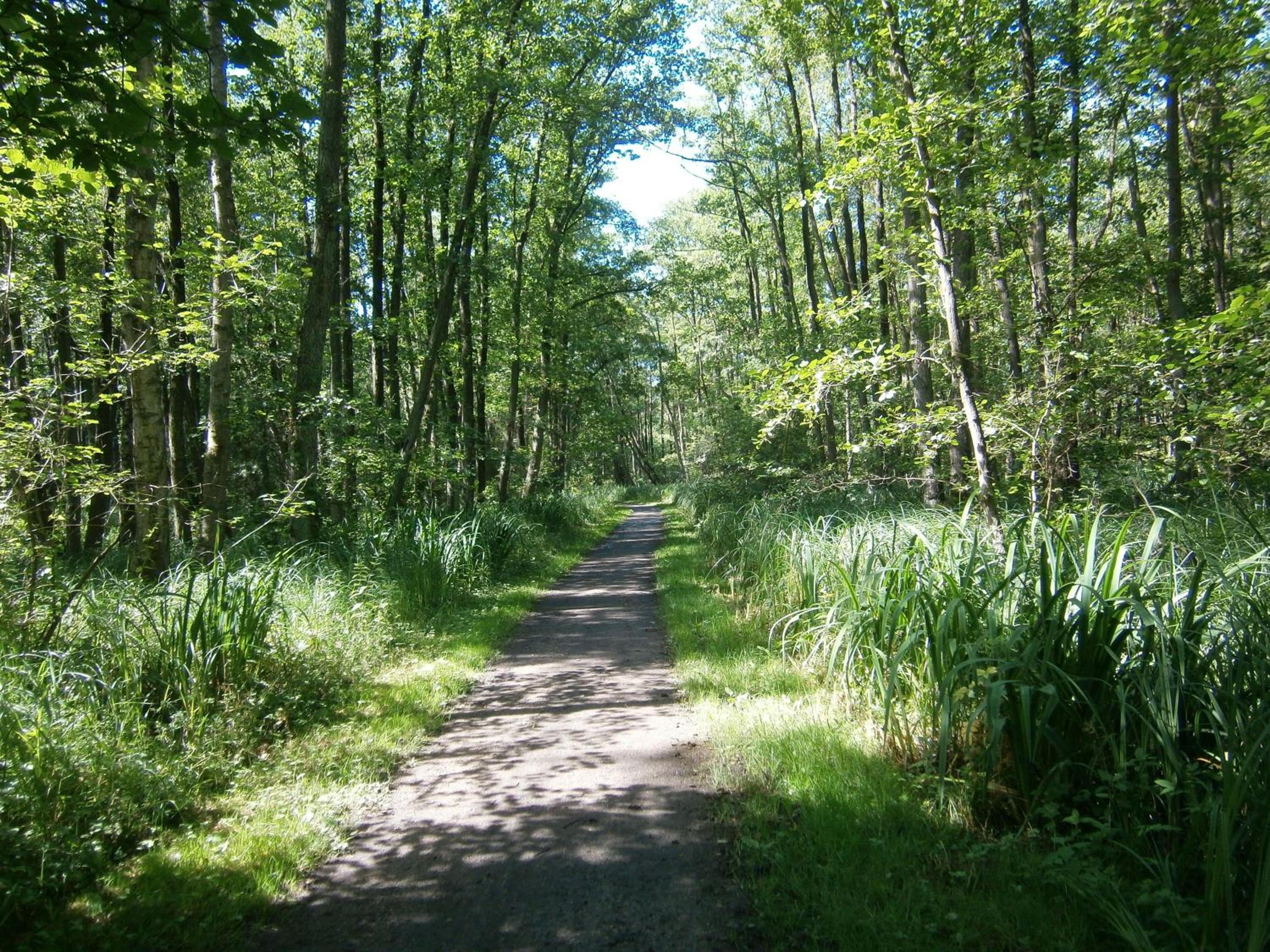 Photo 48
