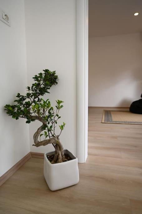 Nika Suite