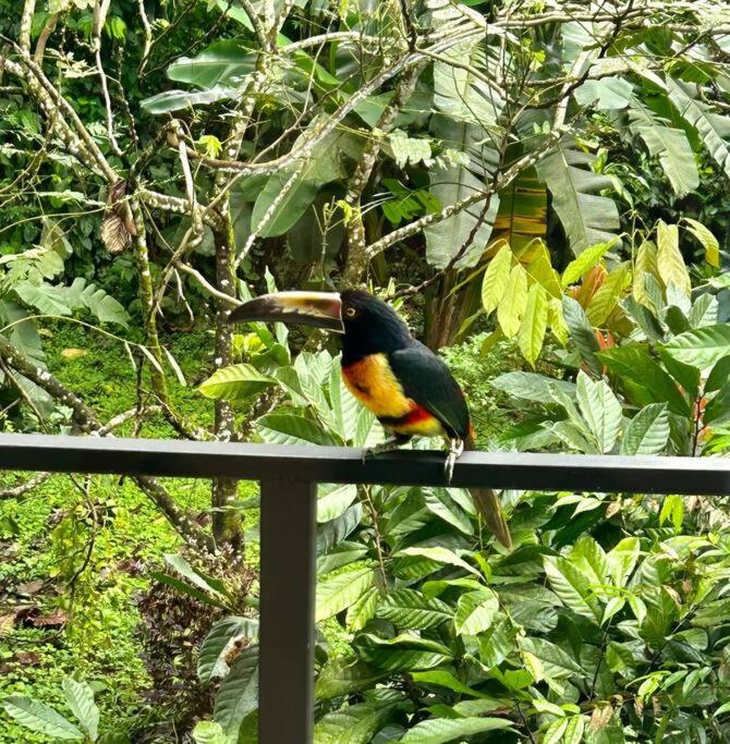 Arenal Getaway