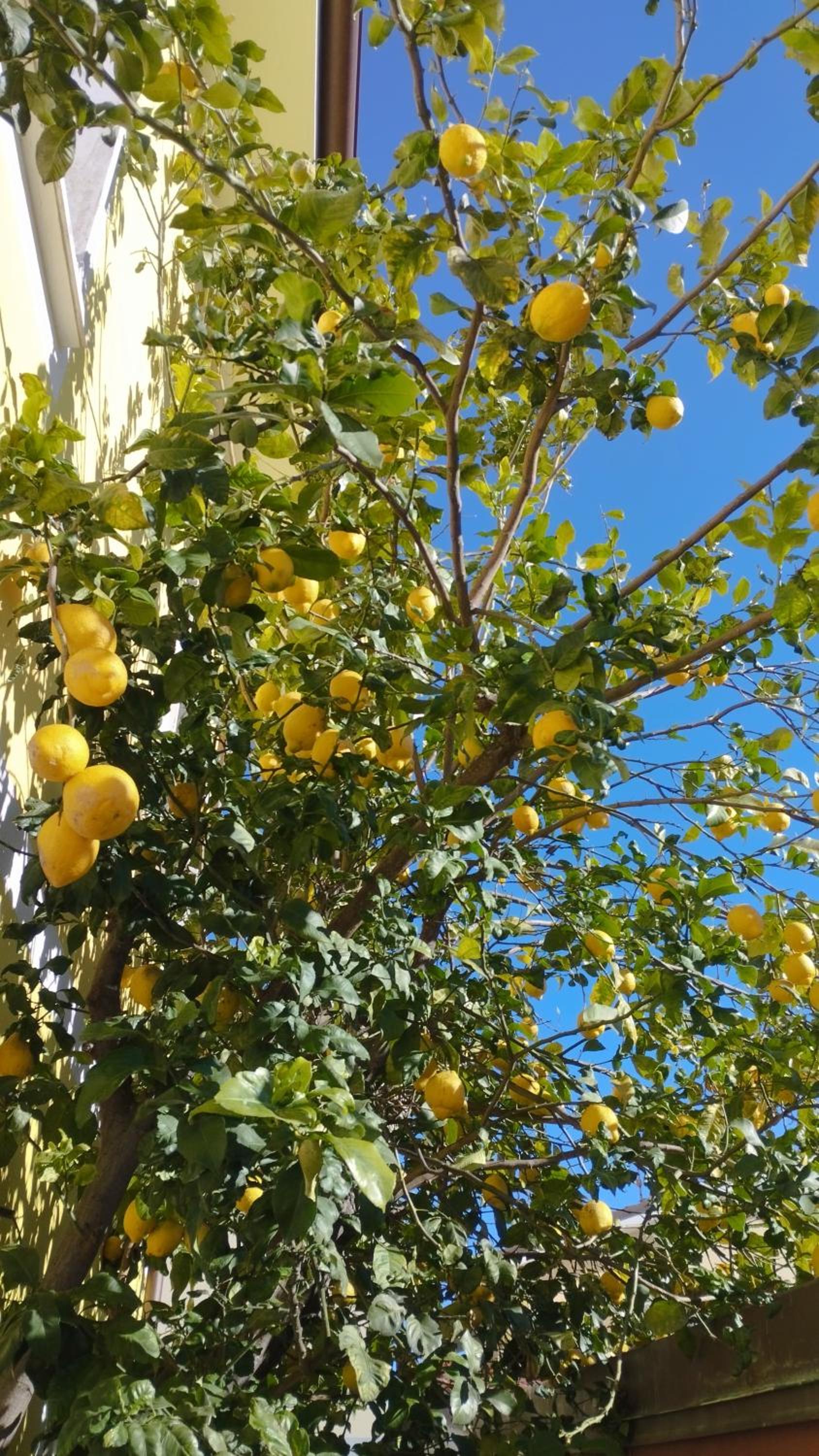 Appartamento Valentina - Casa Vacanze La Limoncella, photo 14