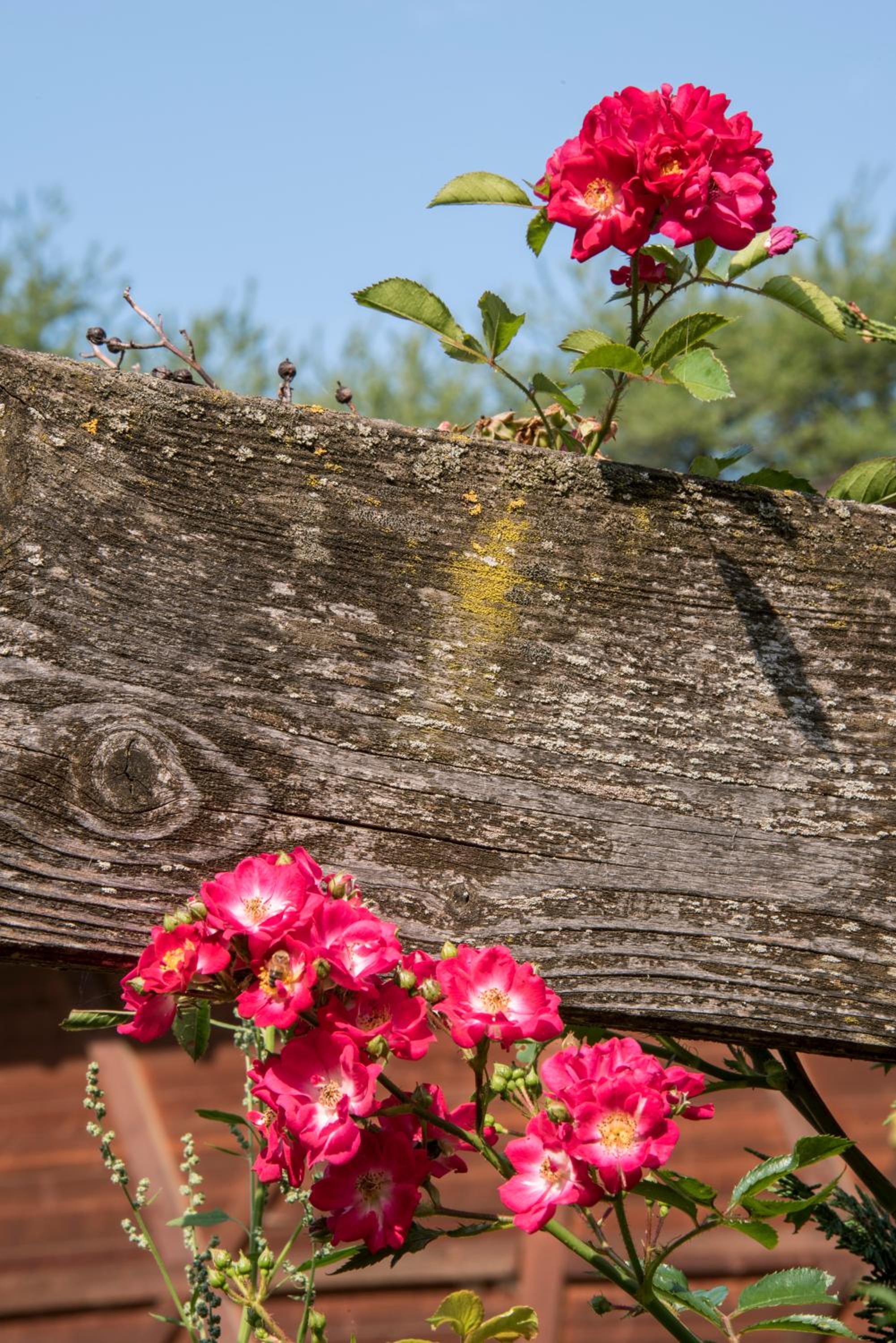 Agritur Artemisia