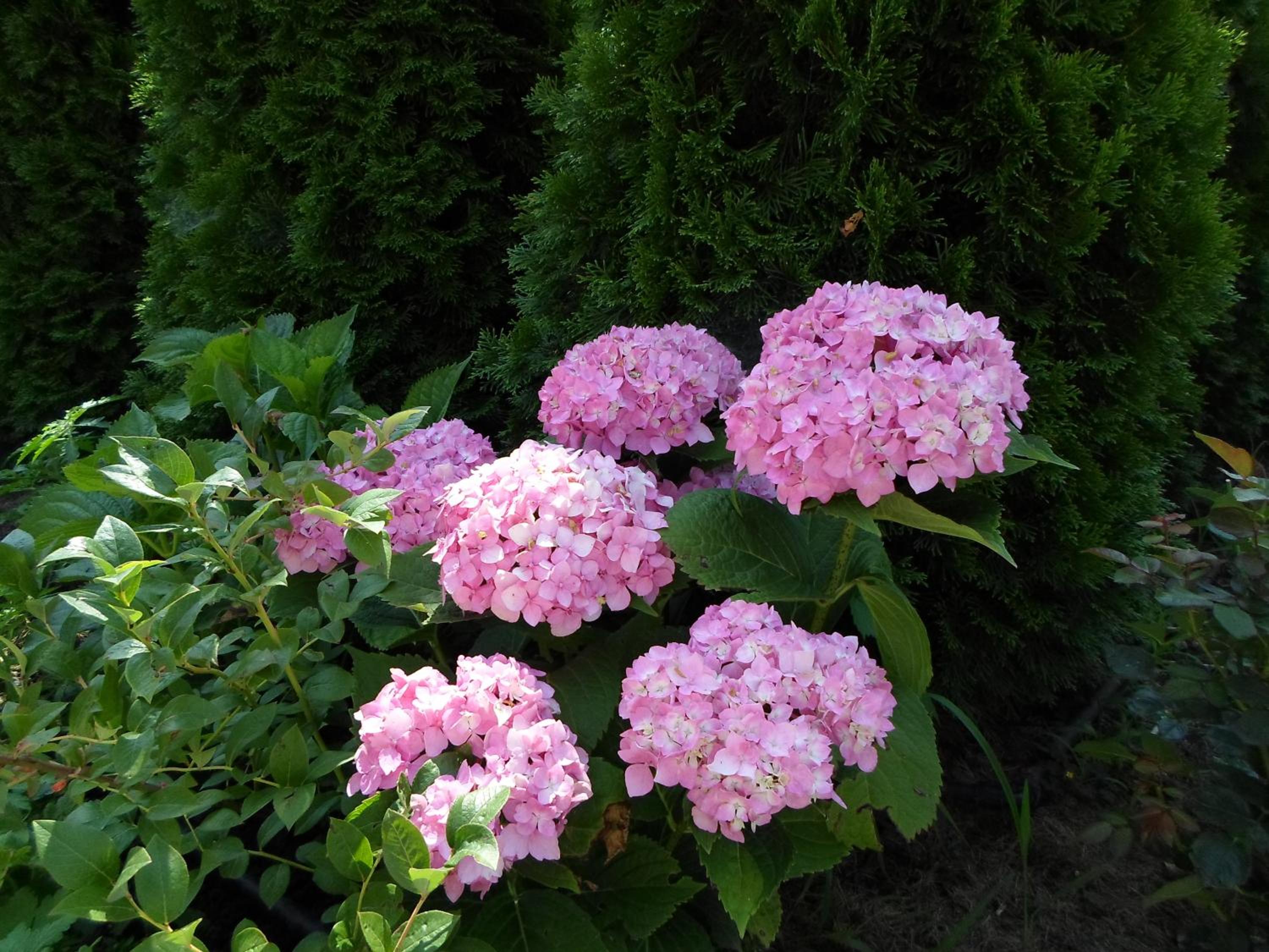 Photo 44