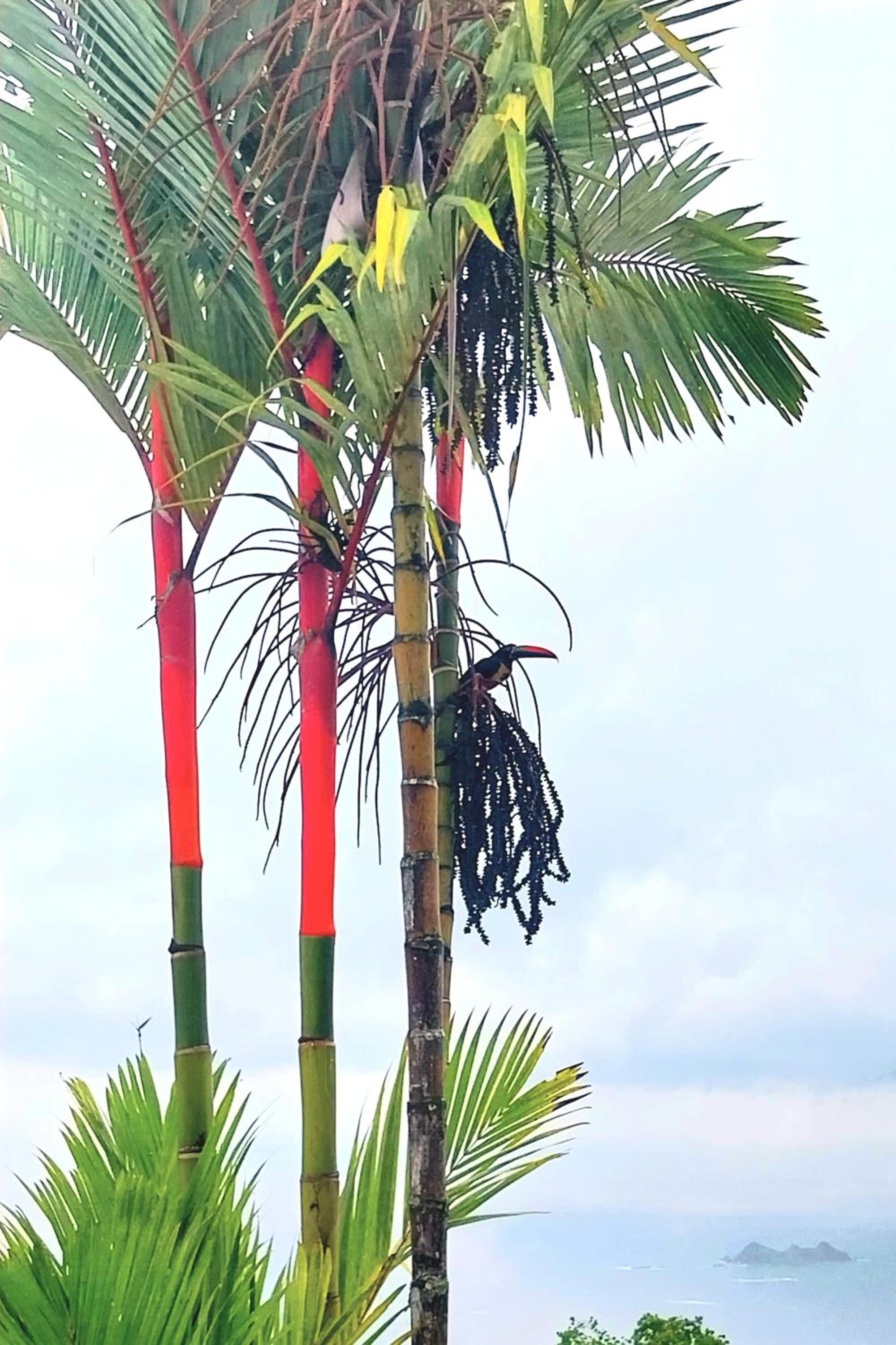 Flor de bambú