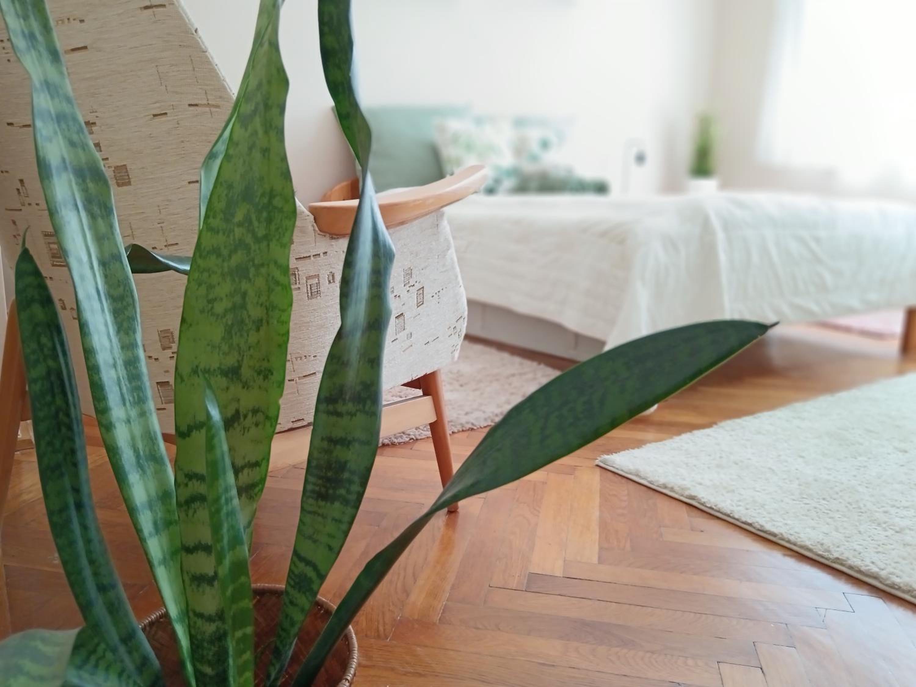 Tulipán Apartman