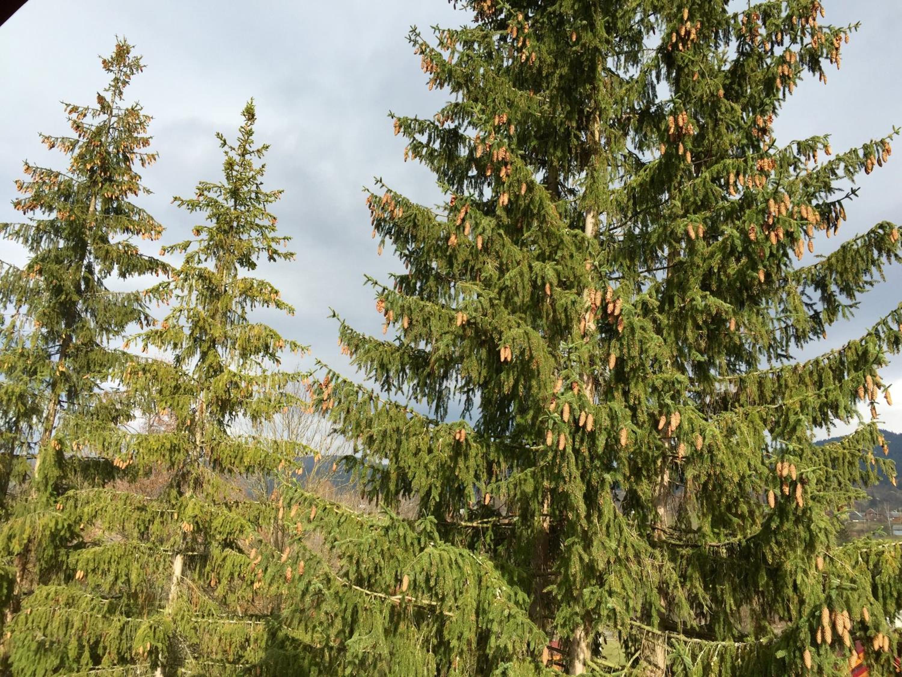 Villa PidStromom