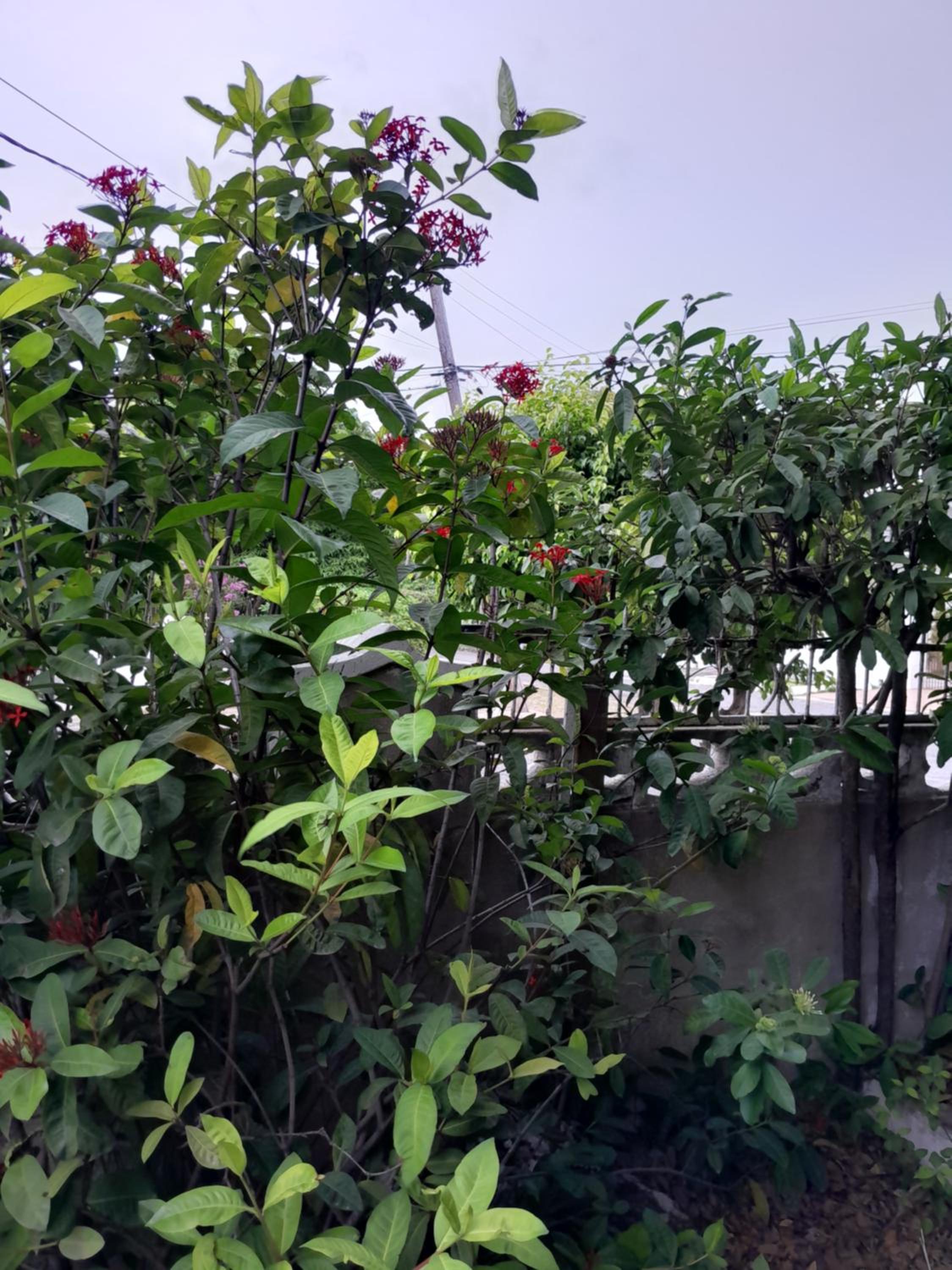 Aunt Eula's Place view 5
