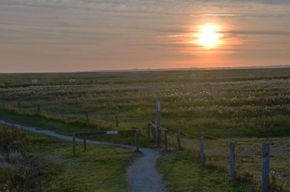 Seestern am Naturstrand
