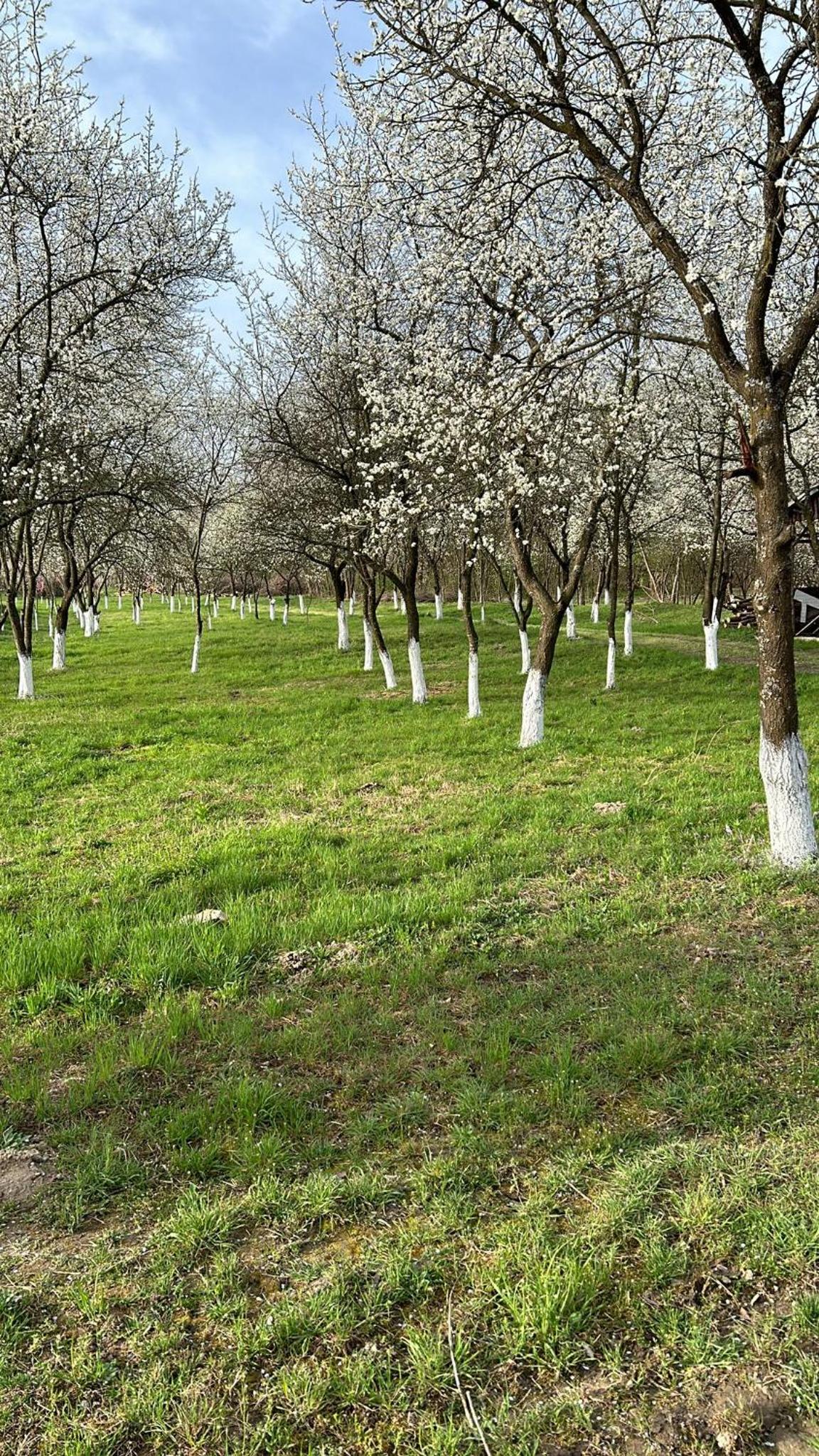 Casuțele de la răscruce view 4