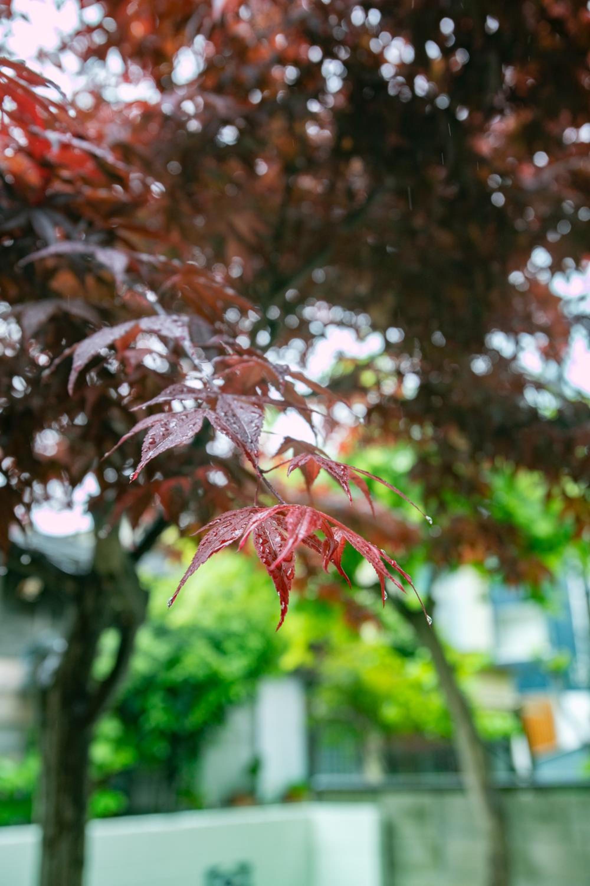 22, Itabashi, Entire house for rent, 板橋