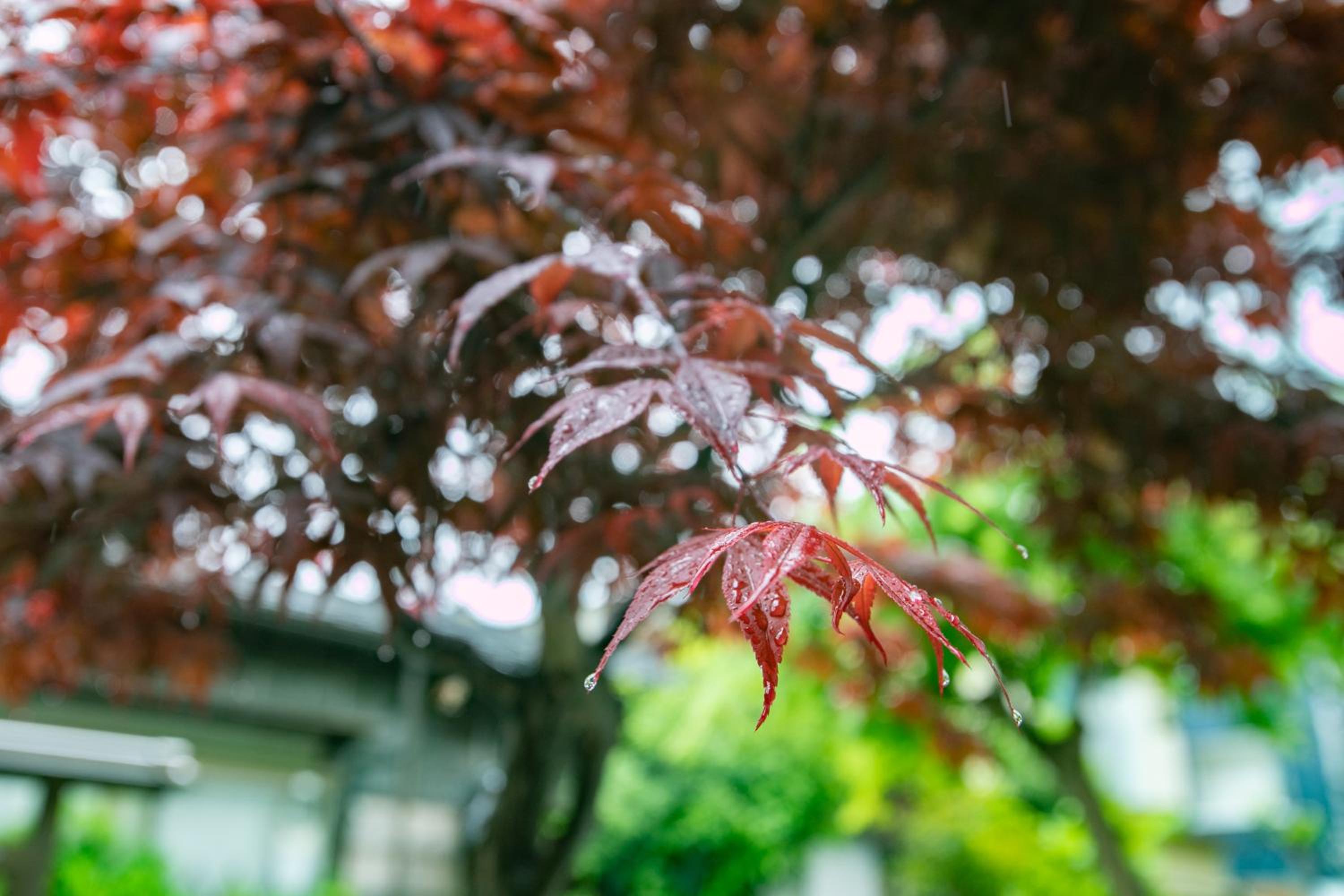 22, Itabashi, Entire house for rent, 板橋