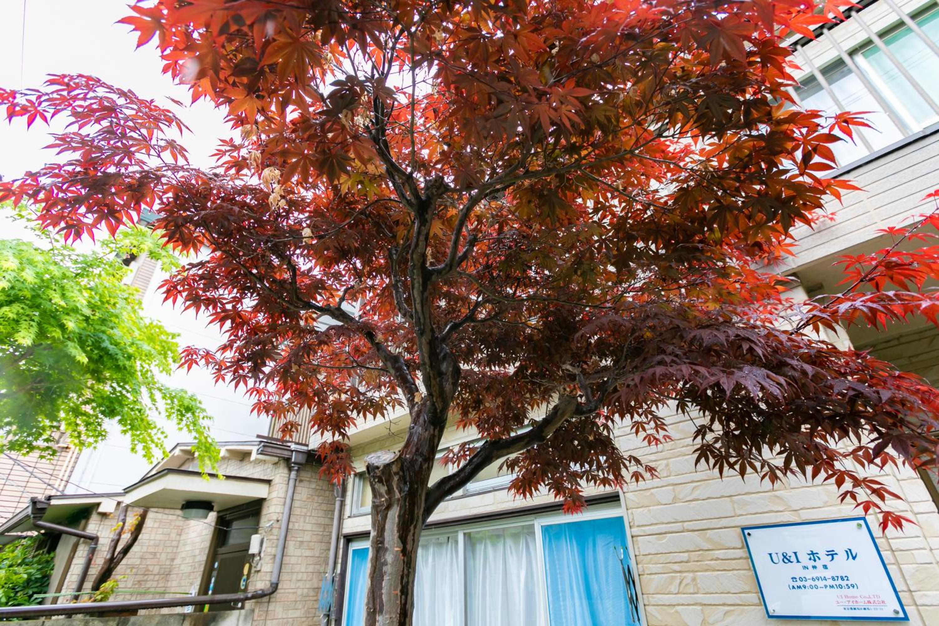 22, Itabashi, Entire house for rent, 板橋