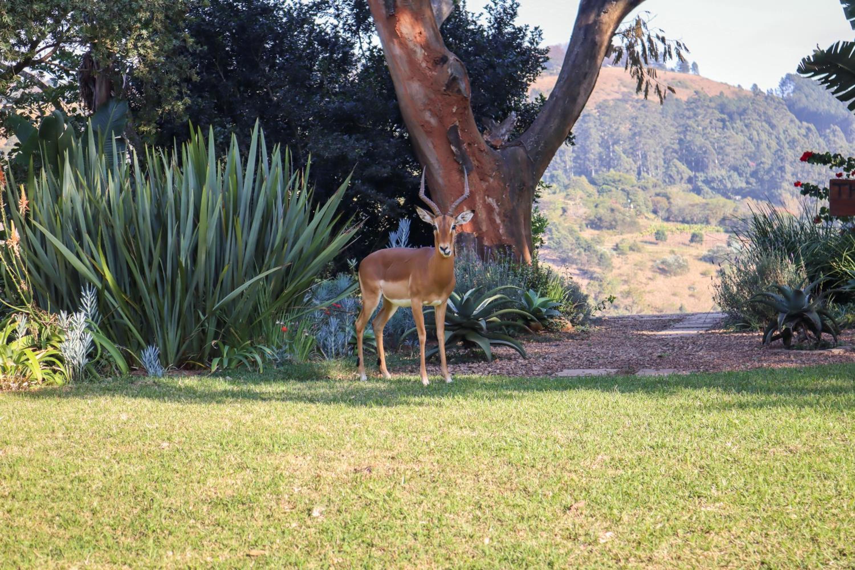 Matusadona Guest Lodge
