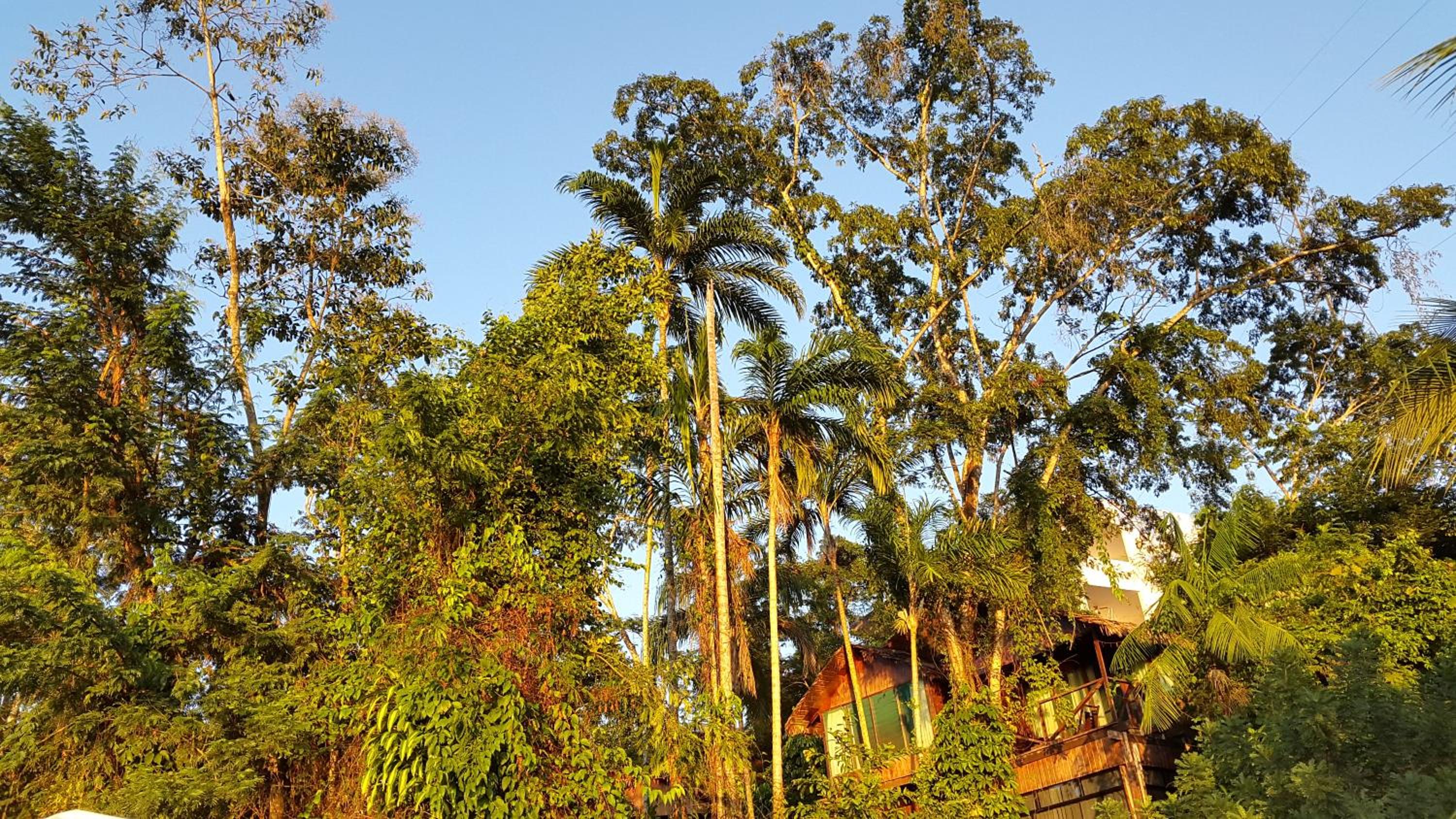 Wasai Puerto Maldonado Eco Lodge, photo 15