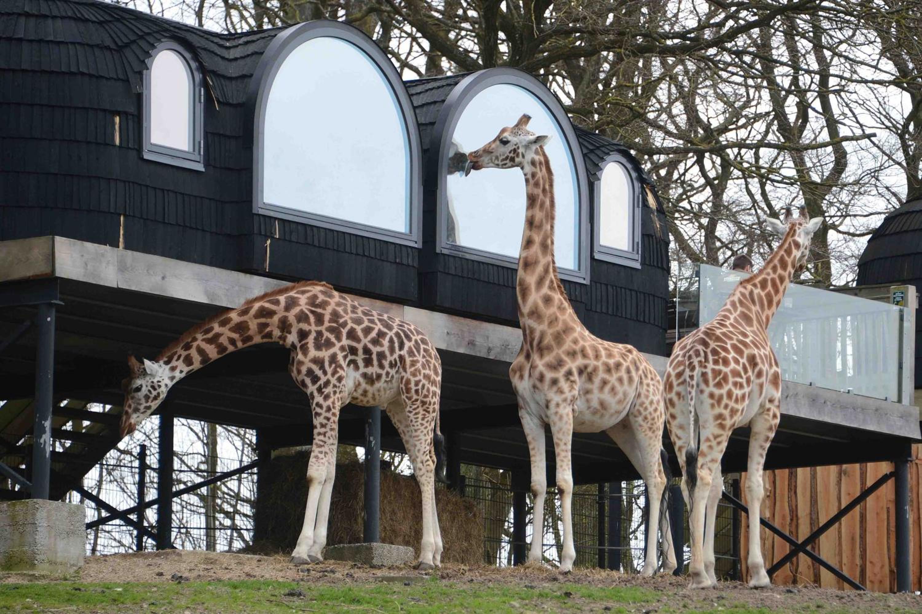 Ree Park Safari