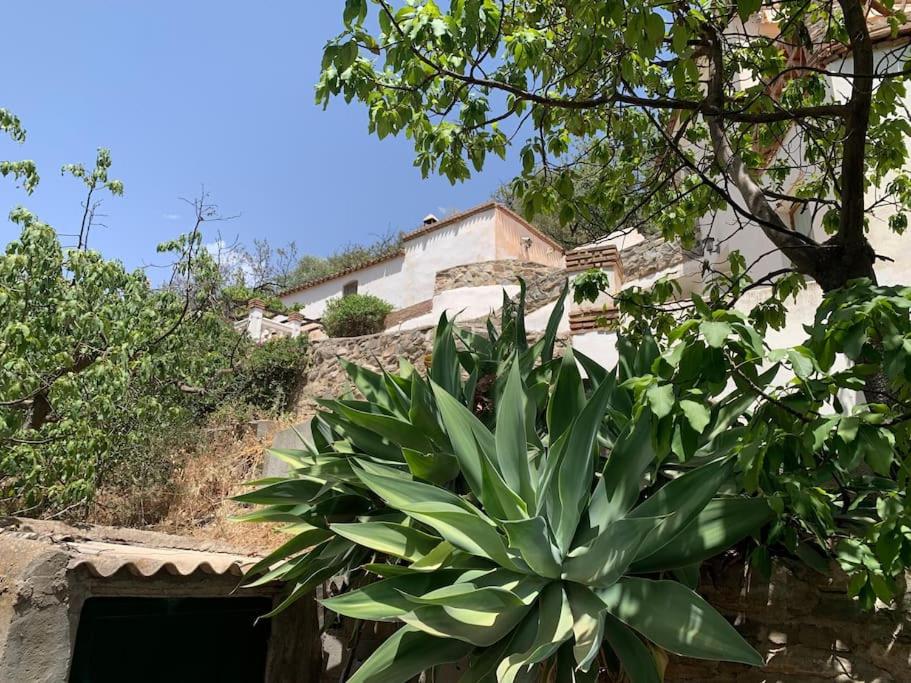 Las Golondrinas, authentic Cortijo in the hills of Almuñécar