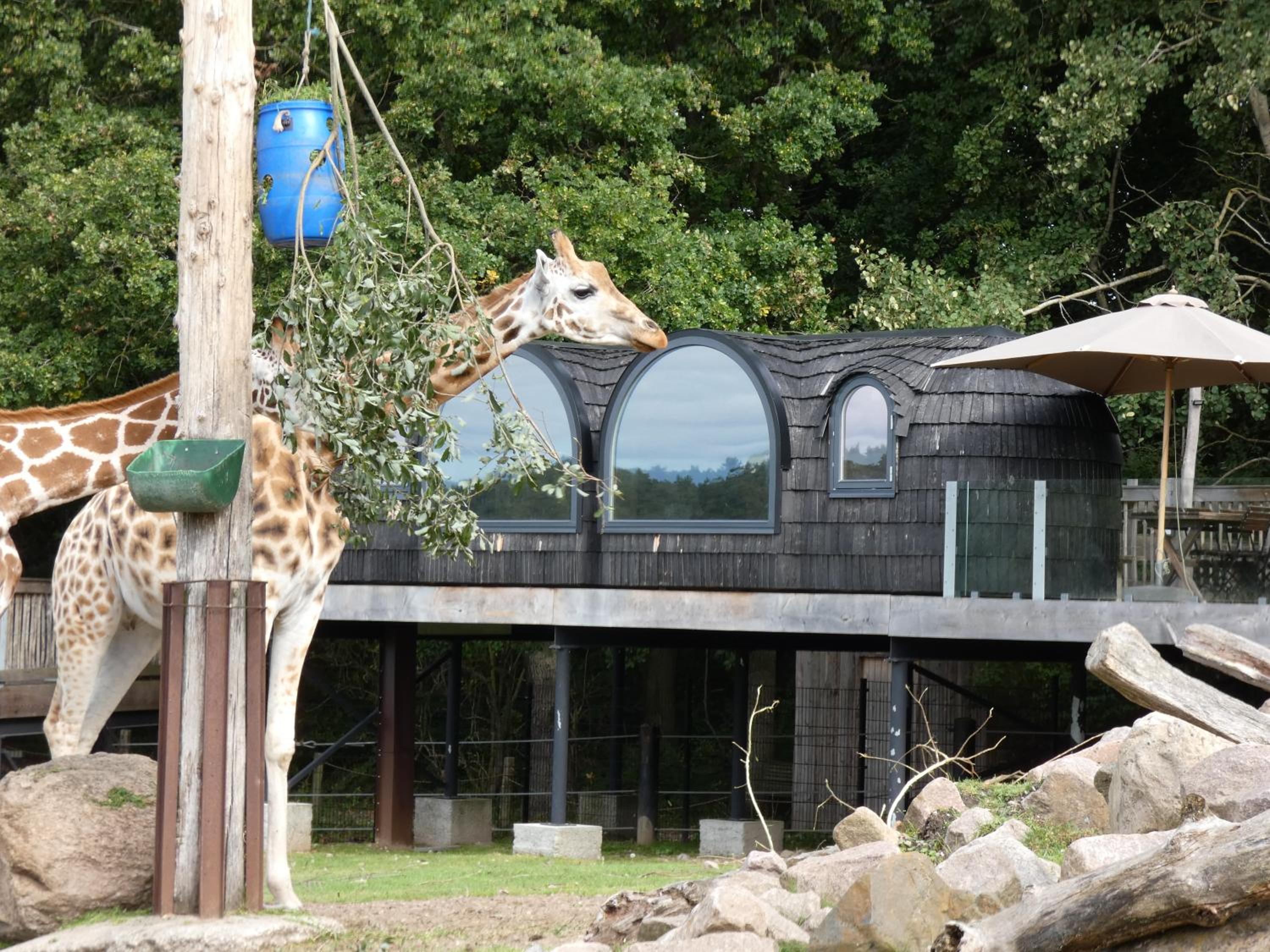 Ree Park Safari