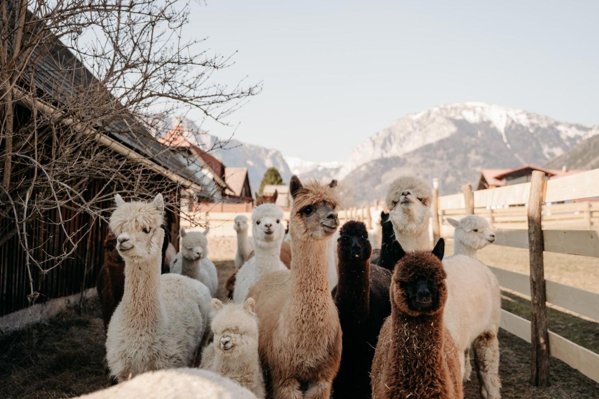 Alpakas, Lamas und Rentiere zum Grünen See