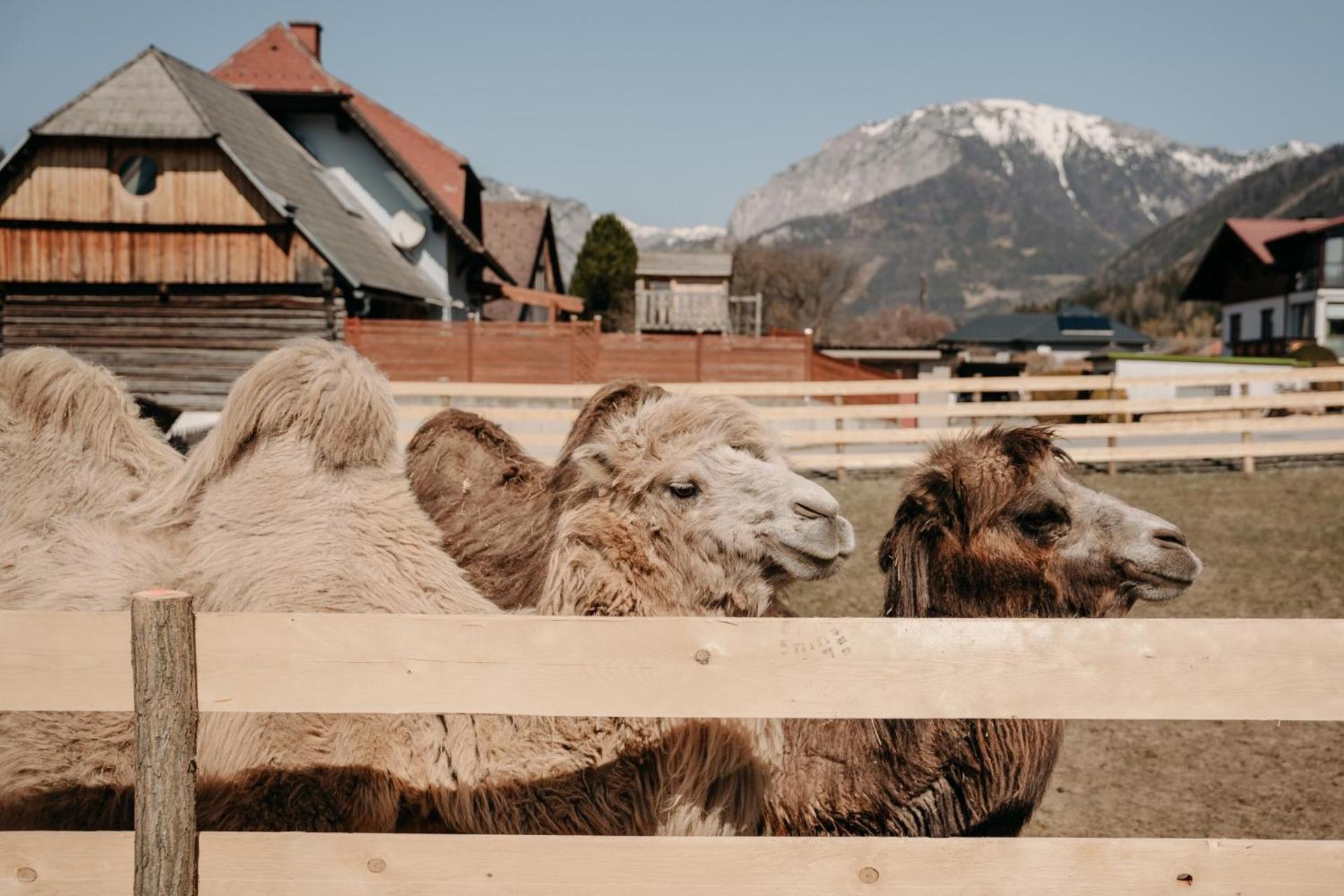 Alpakas, Lamas und Rentiere zum Grünen See