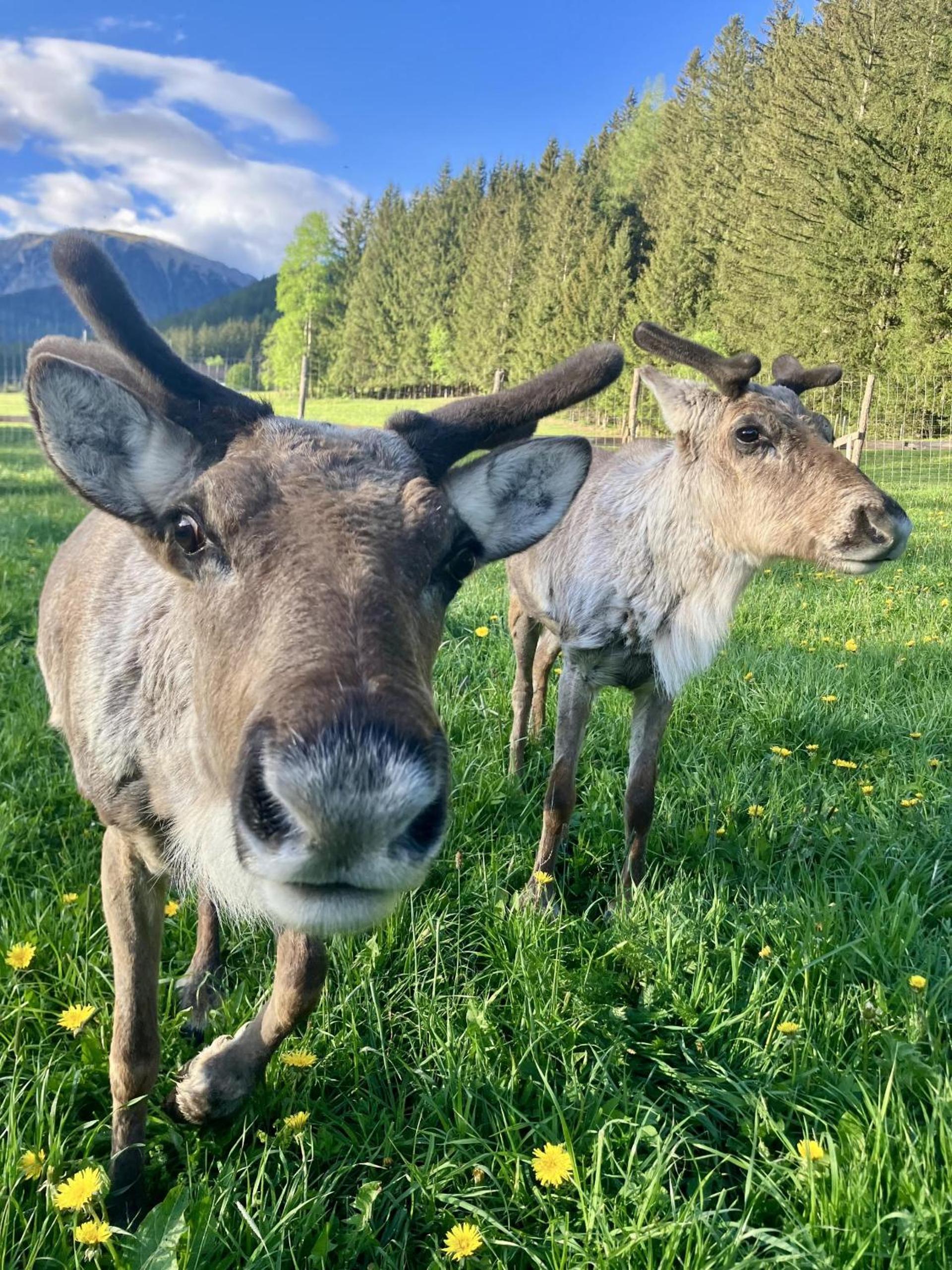 Alpakas, Lamas und Rentiere zum Grünen See