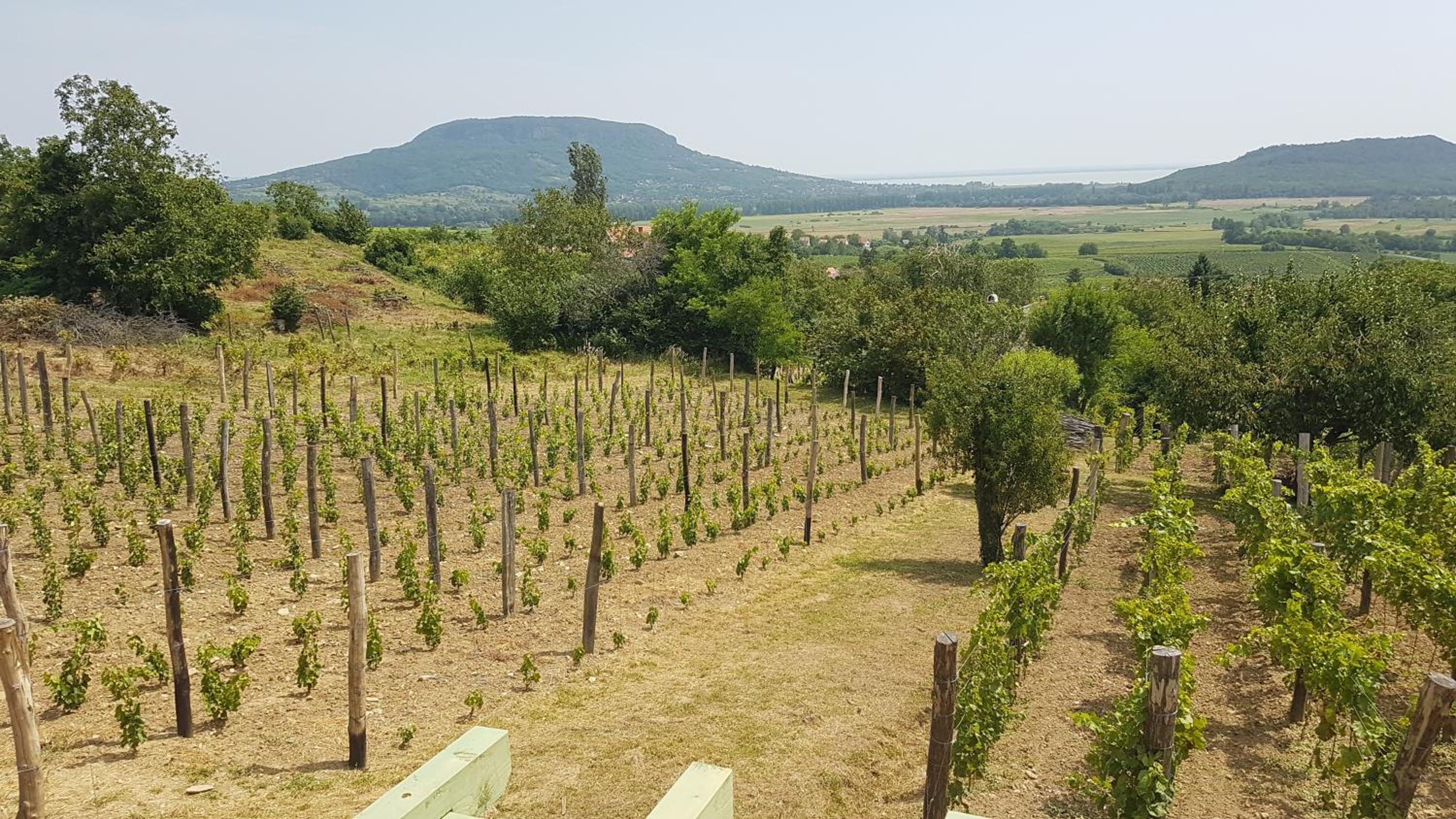 Grand Cru 4 Vendégház view 3