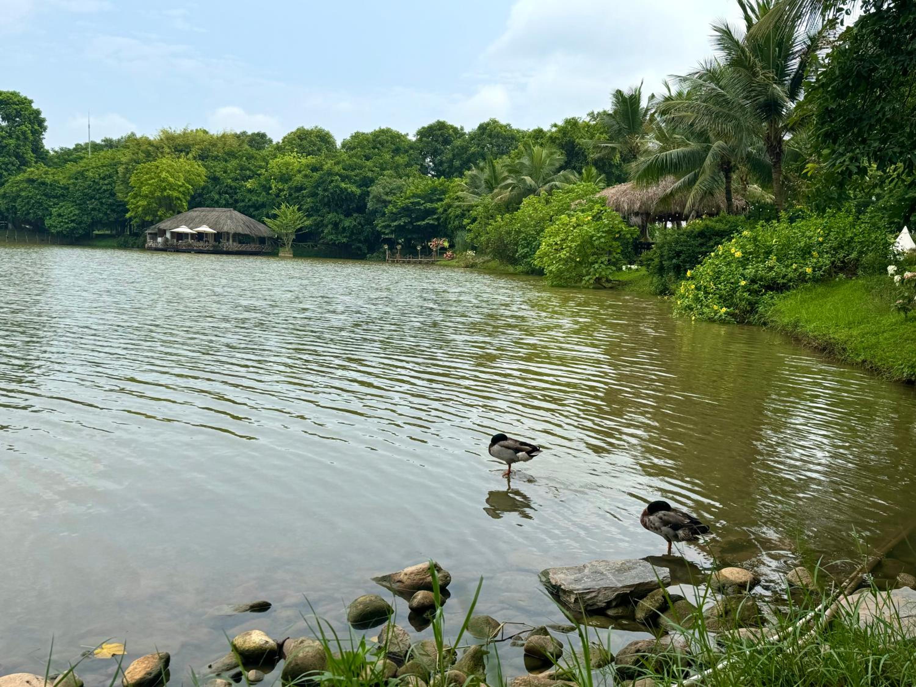 Rose homestay Ecopark