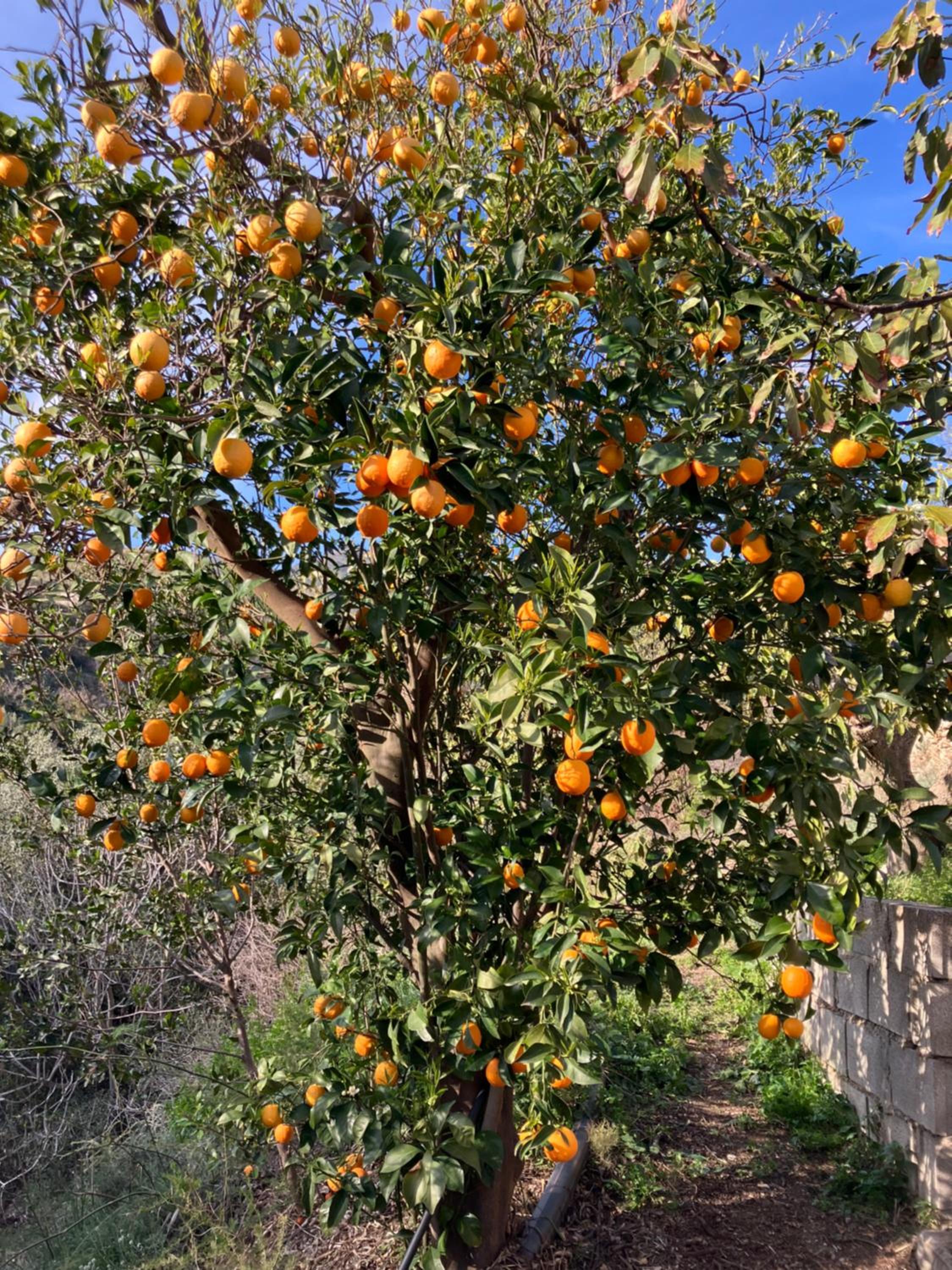 Las Golondrinas, authentic Cortijo in the hills of Almuñécar