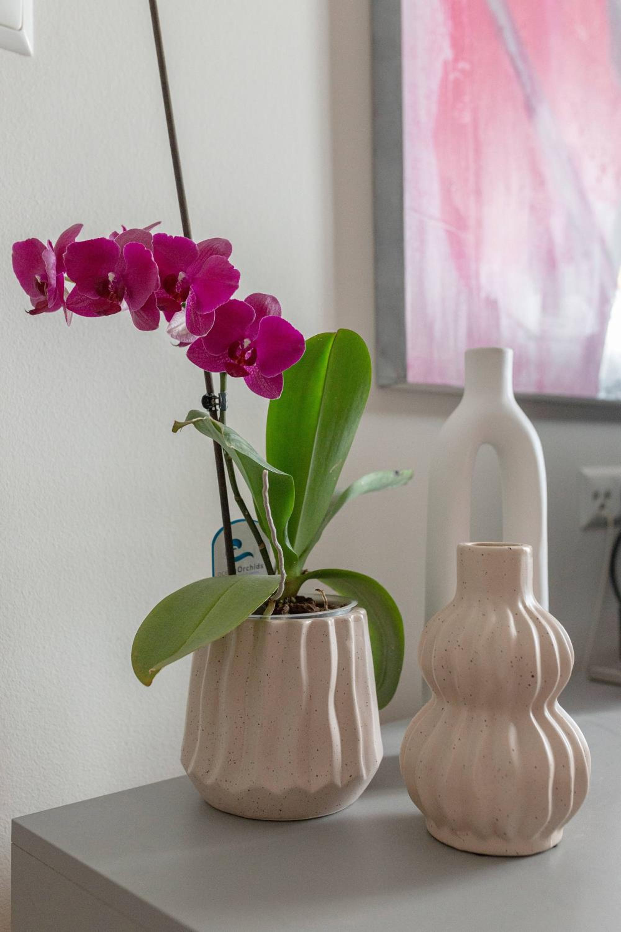 Apartma Rozeta