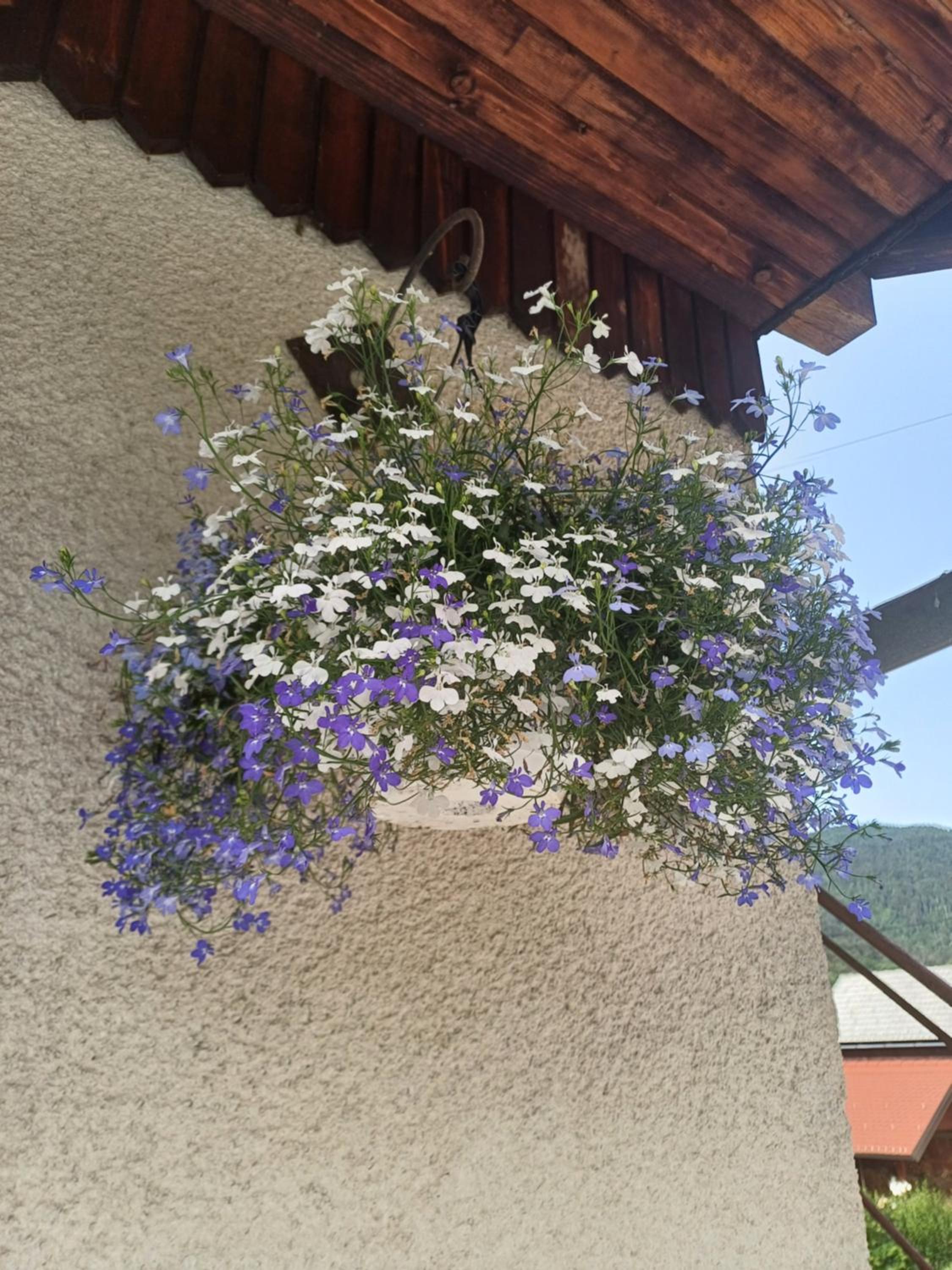 Apartma Ginga, photo 15