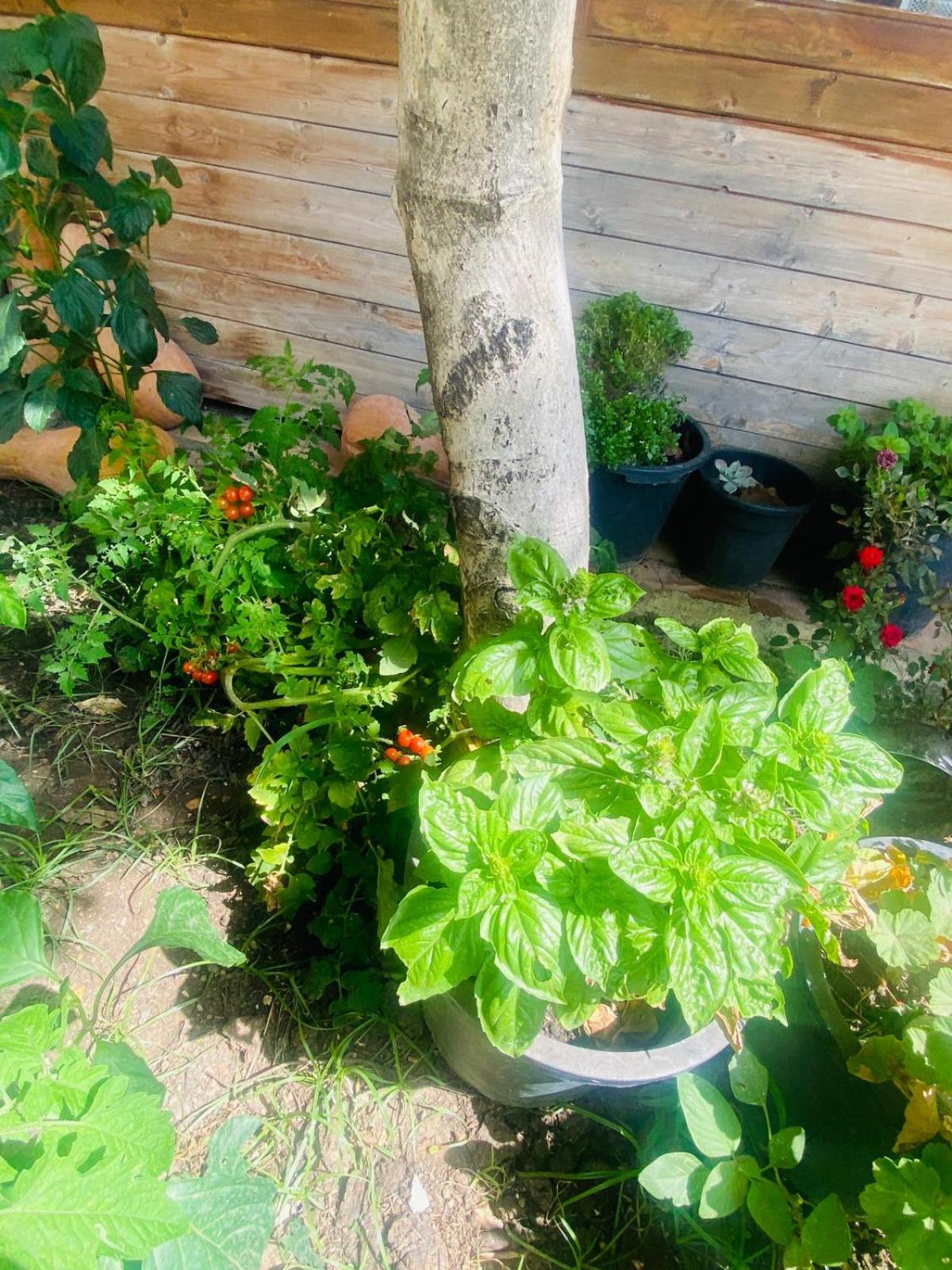 Irini's Guesthouse