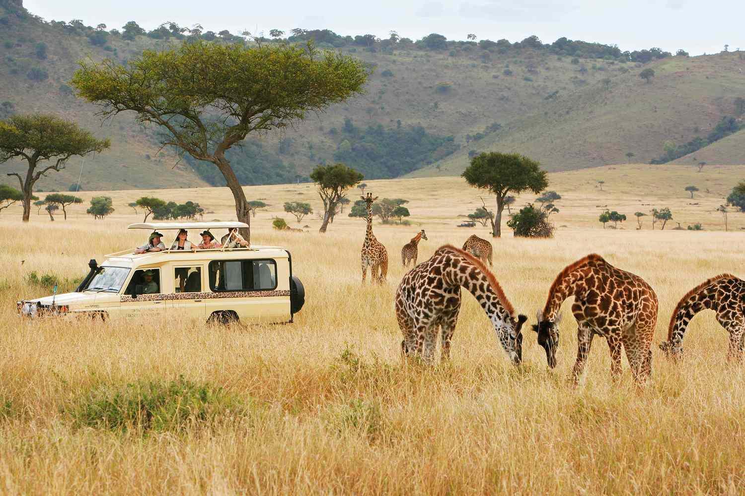 Safari Bubbles