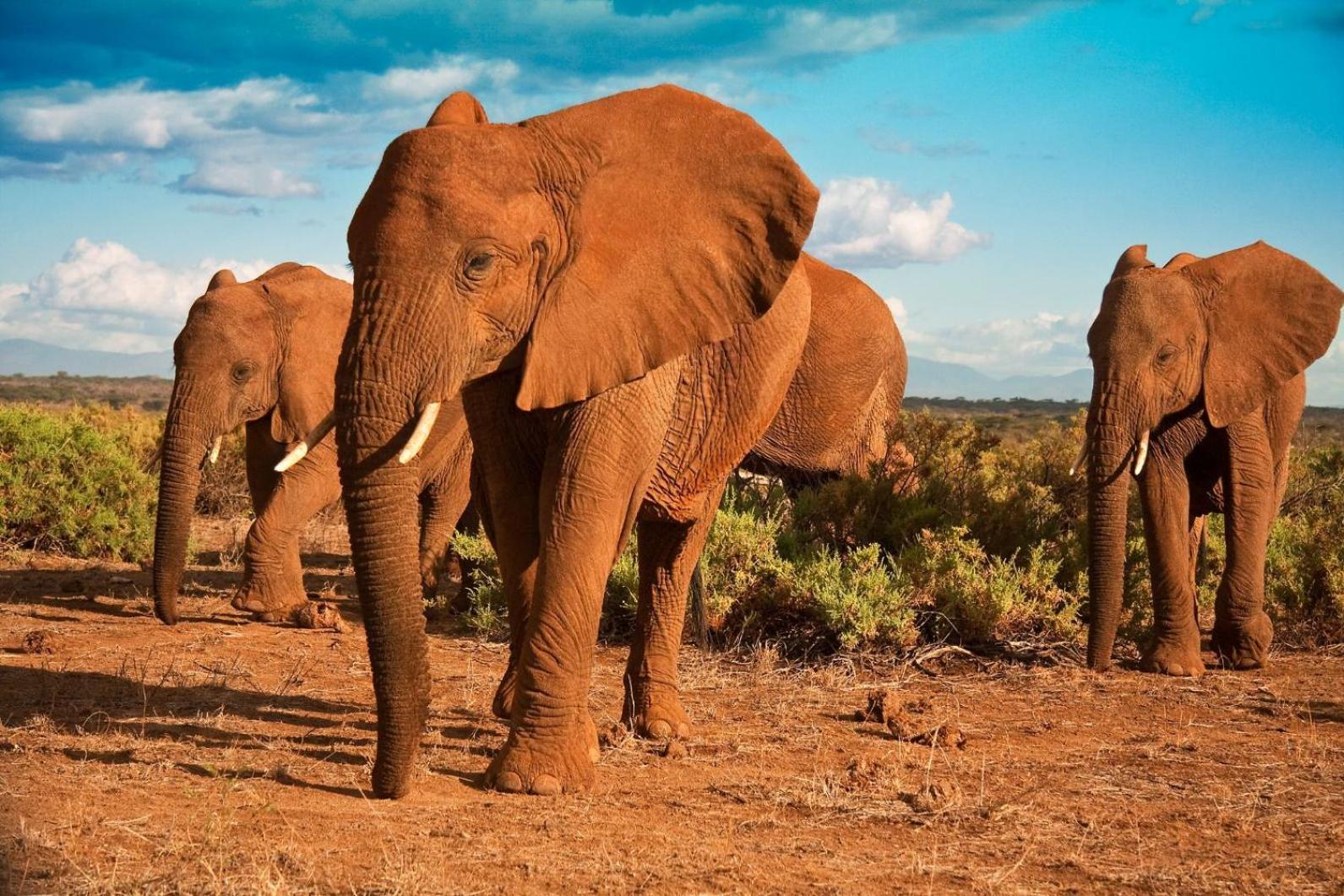 Safari Bubbles