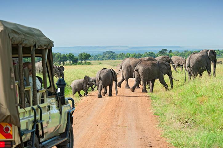 Safari Bubbles