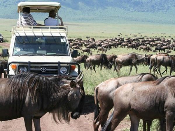 Safari Bubbles