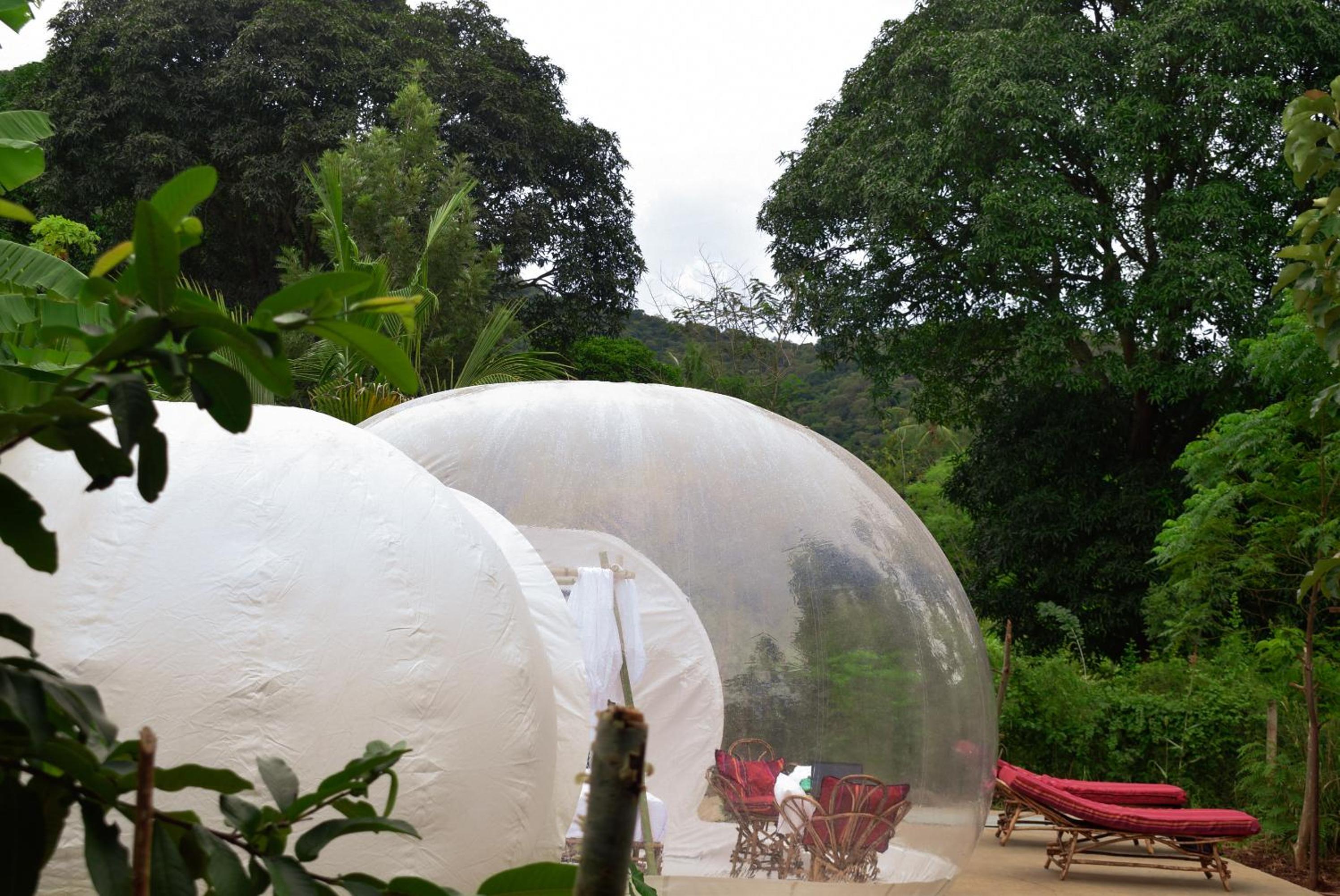 Safari Bubbles