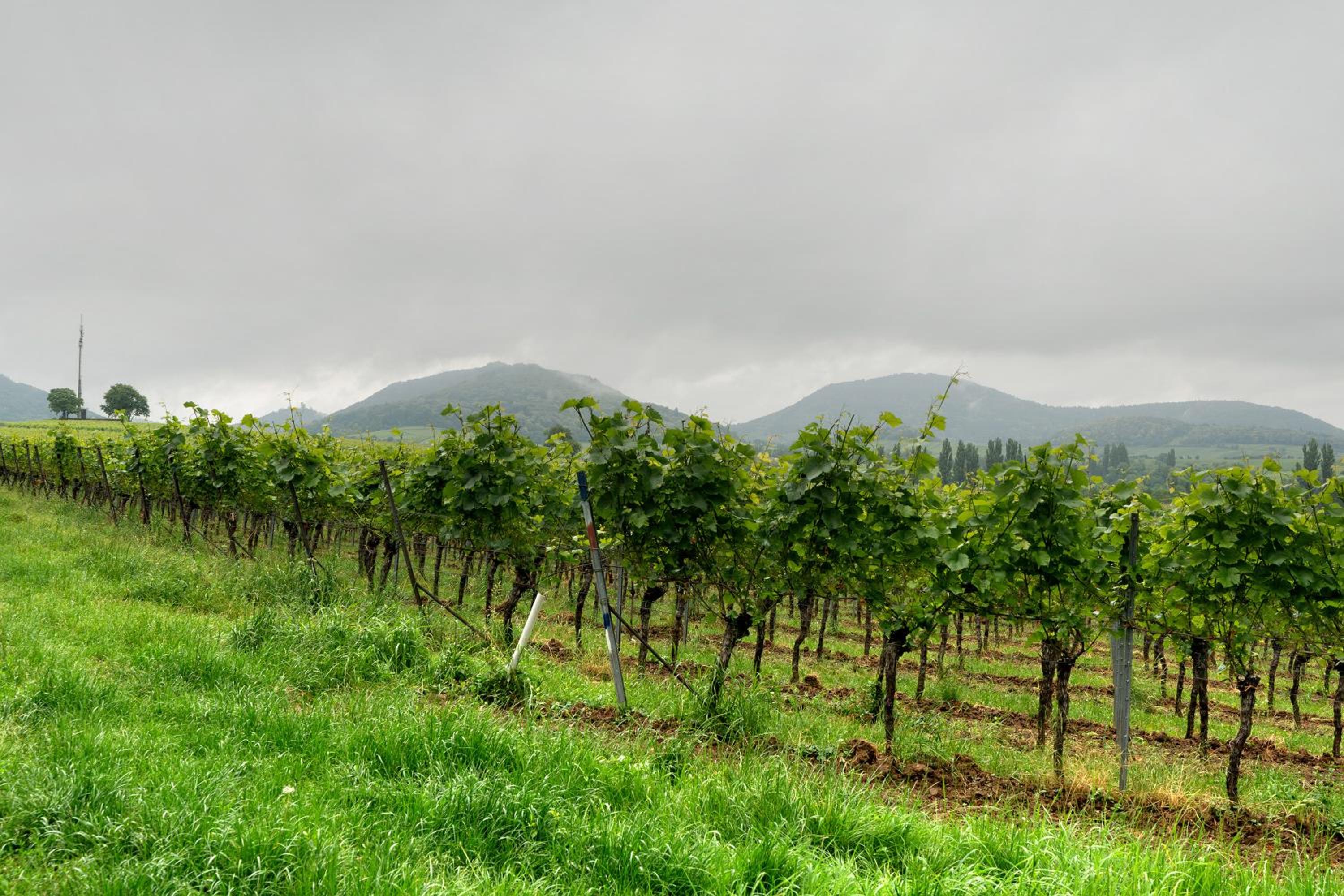 Weingut Geiler - Neucastell