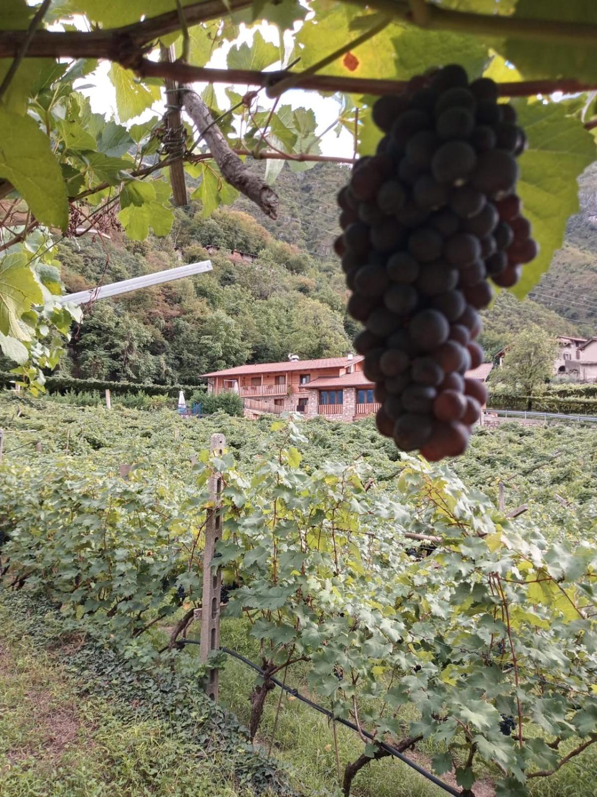 La Caigola