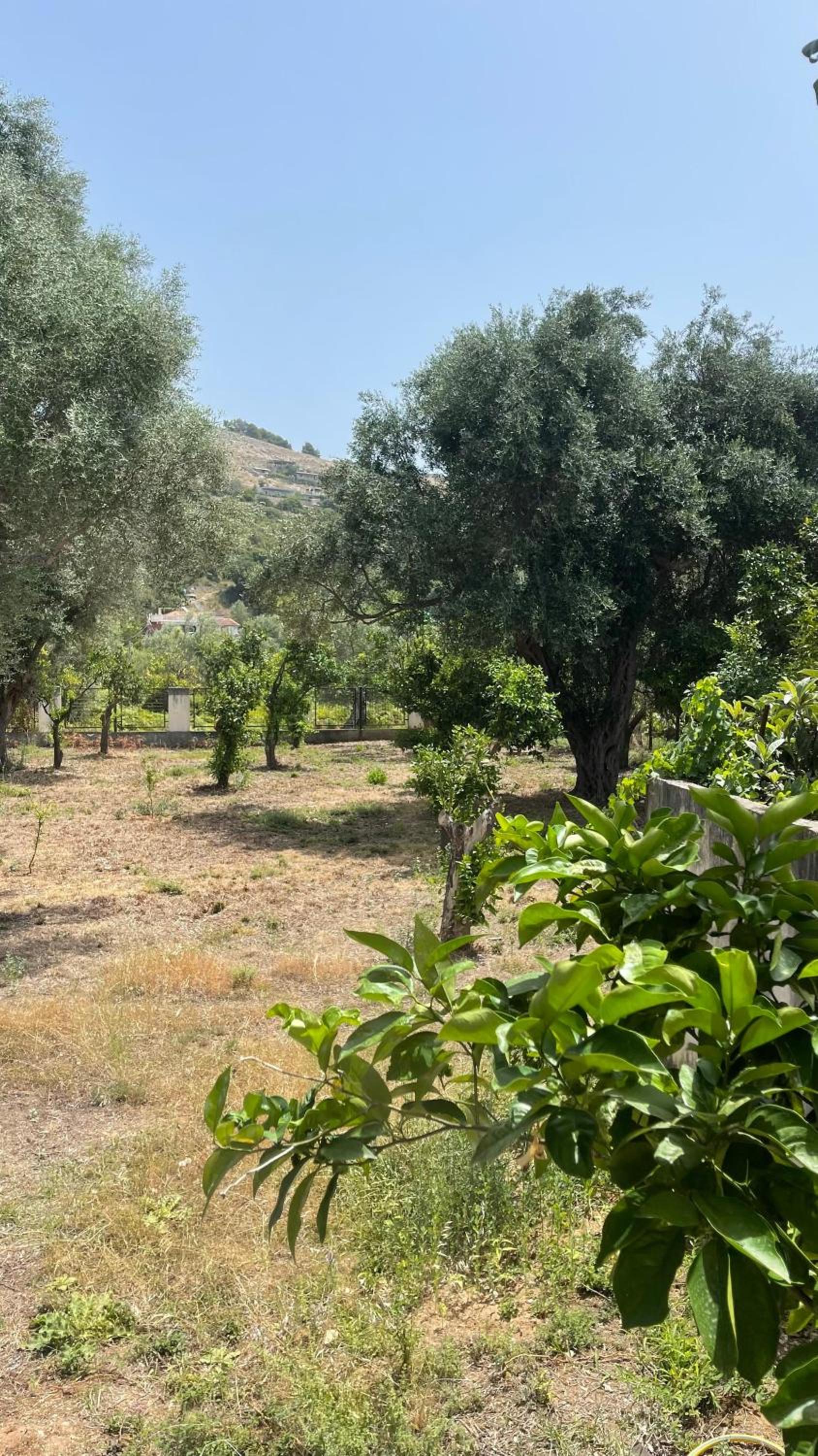 Orange Garden