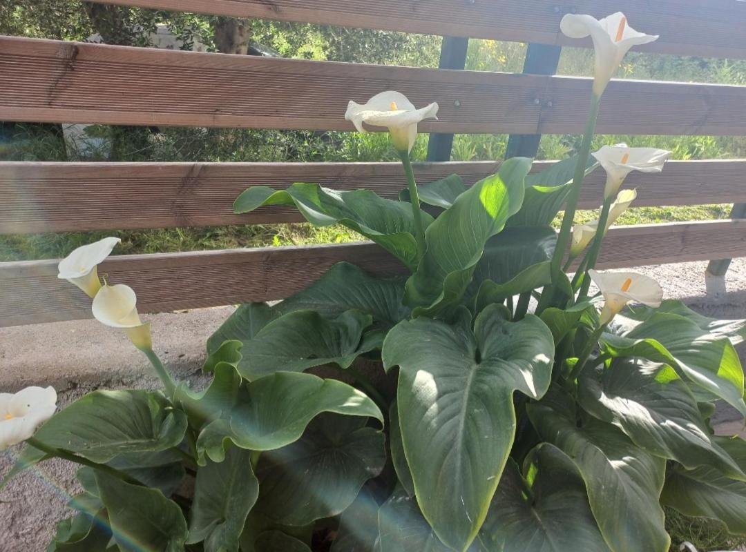 Tsirigotis Garden