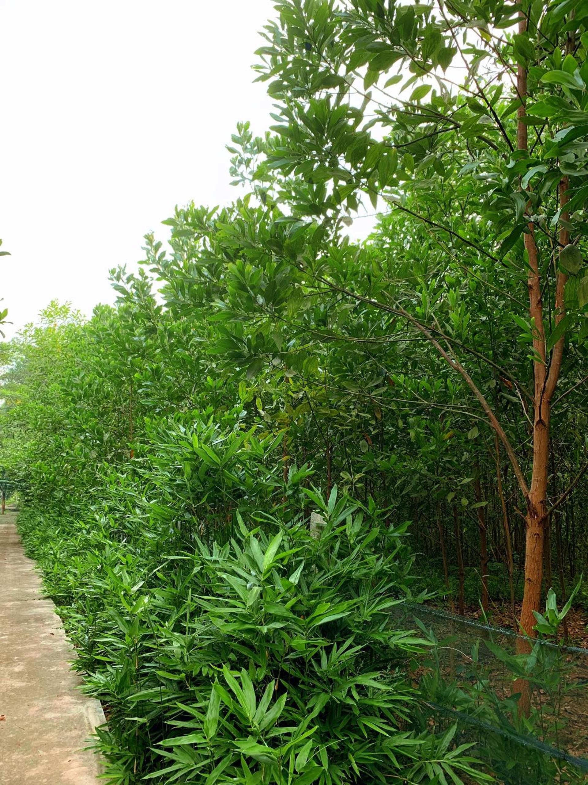 Charm Vân Long view 4