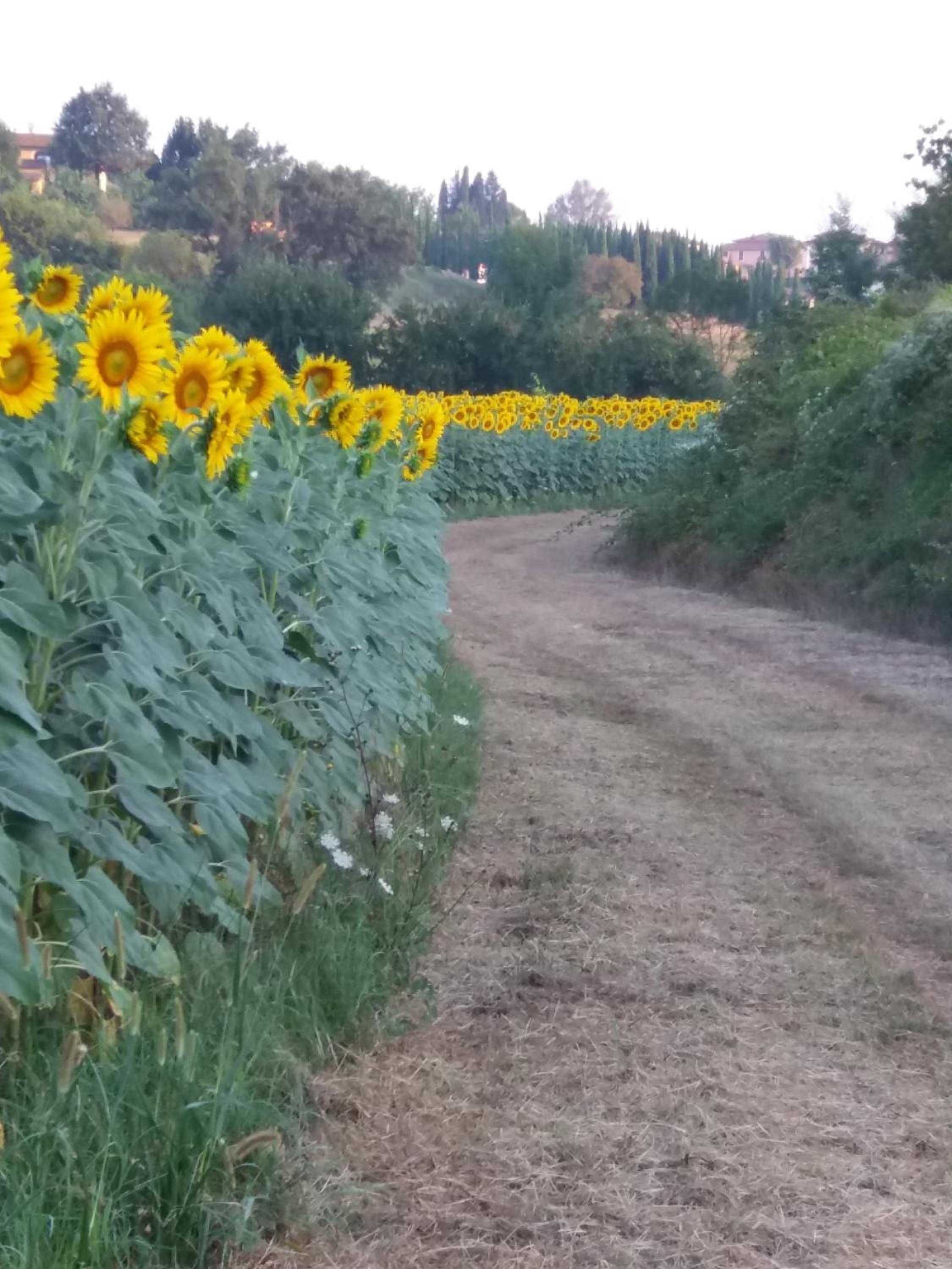 Podere Gian Battaglia