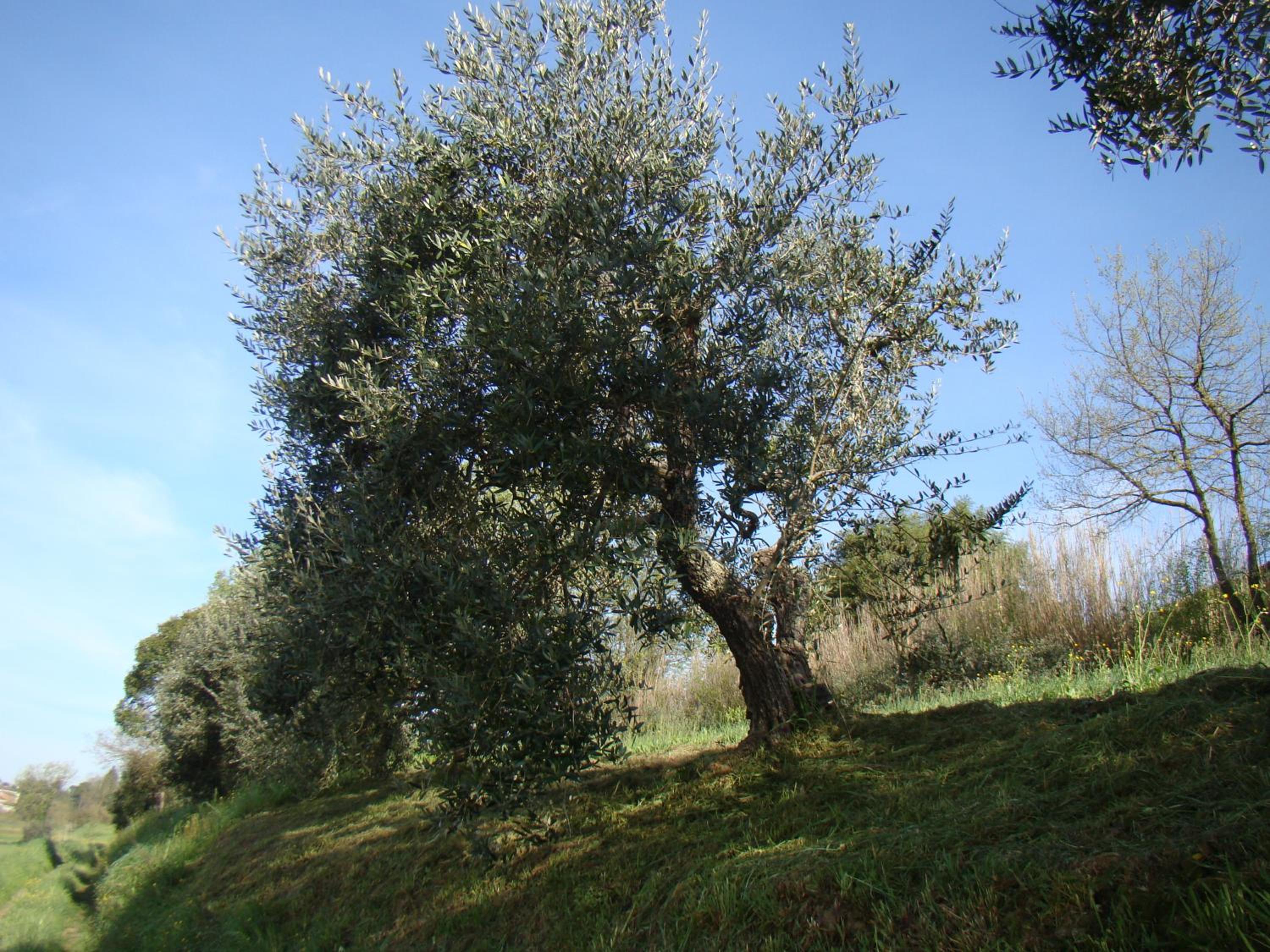 Podere Gian Battaglia