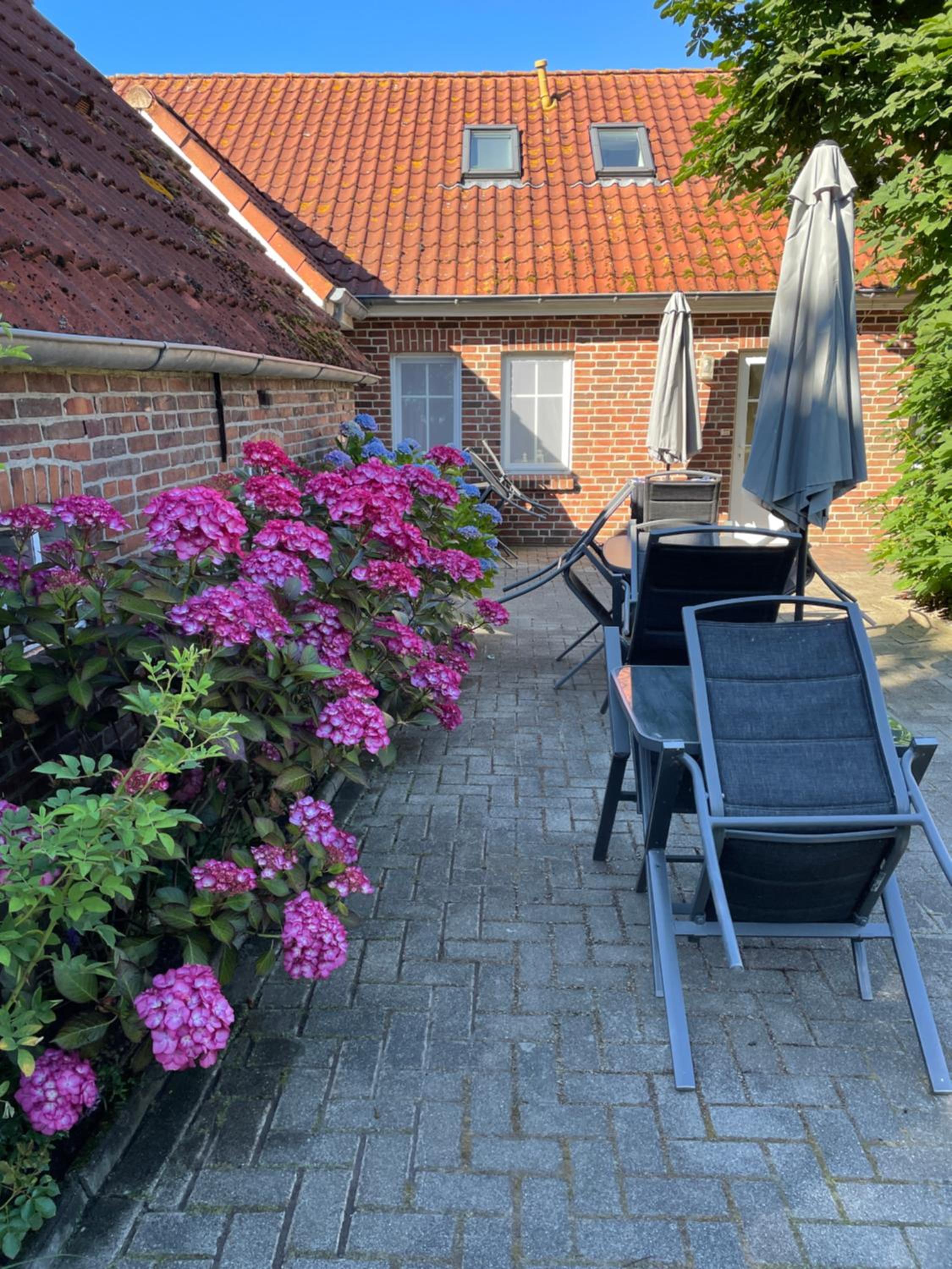 Seestern am Naturstrand
