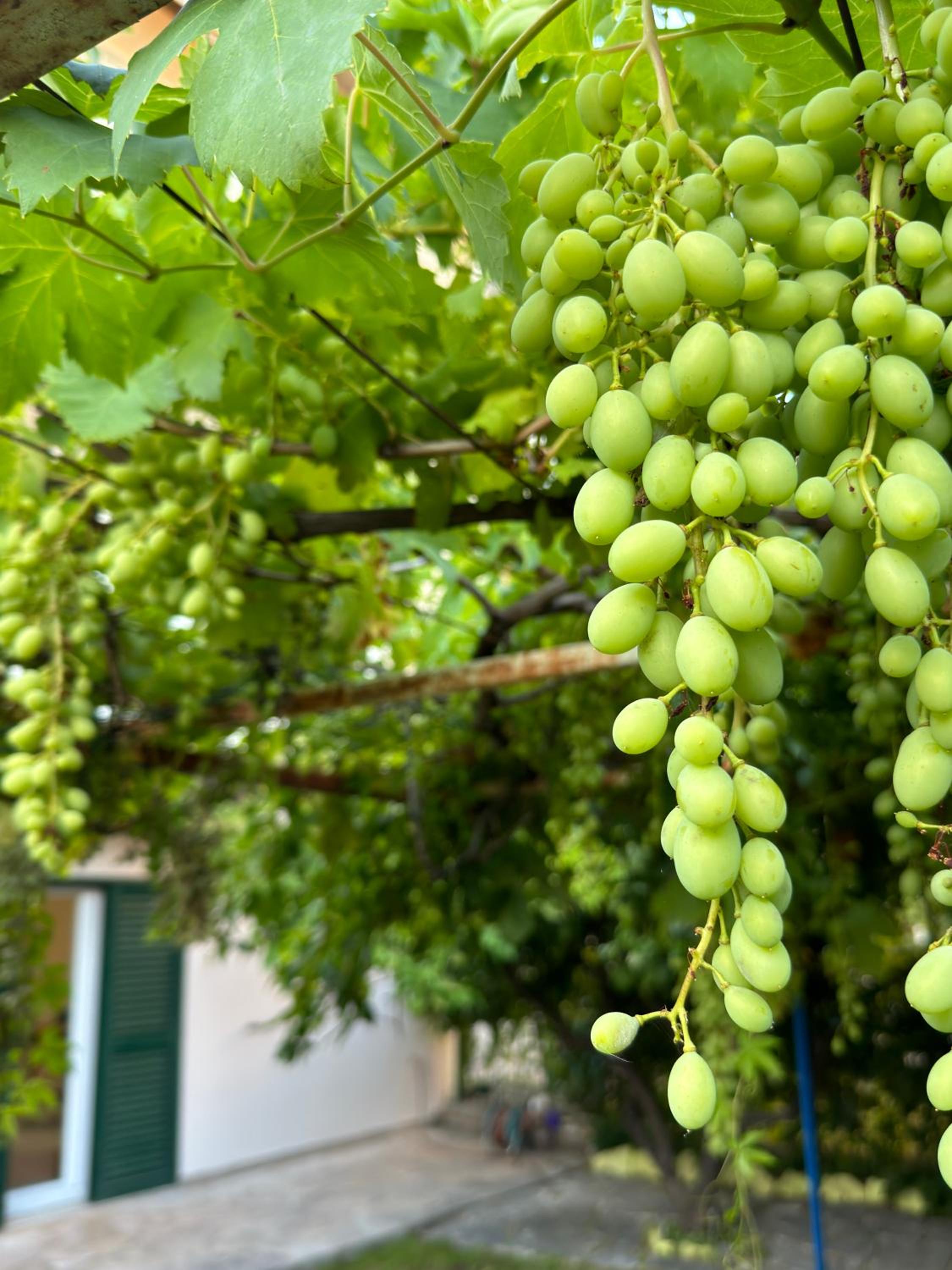 Valentinas Garden