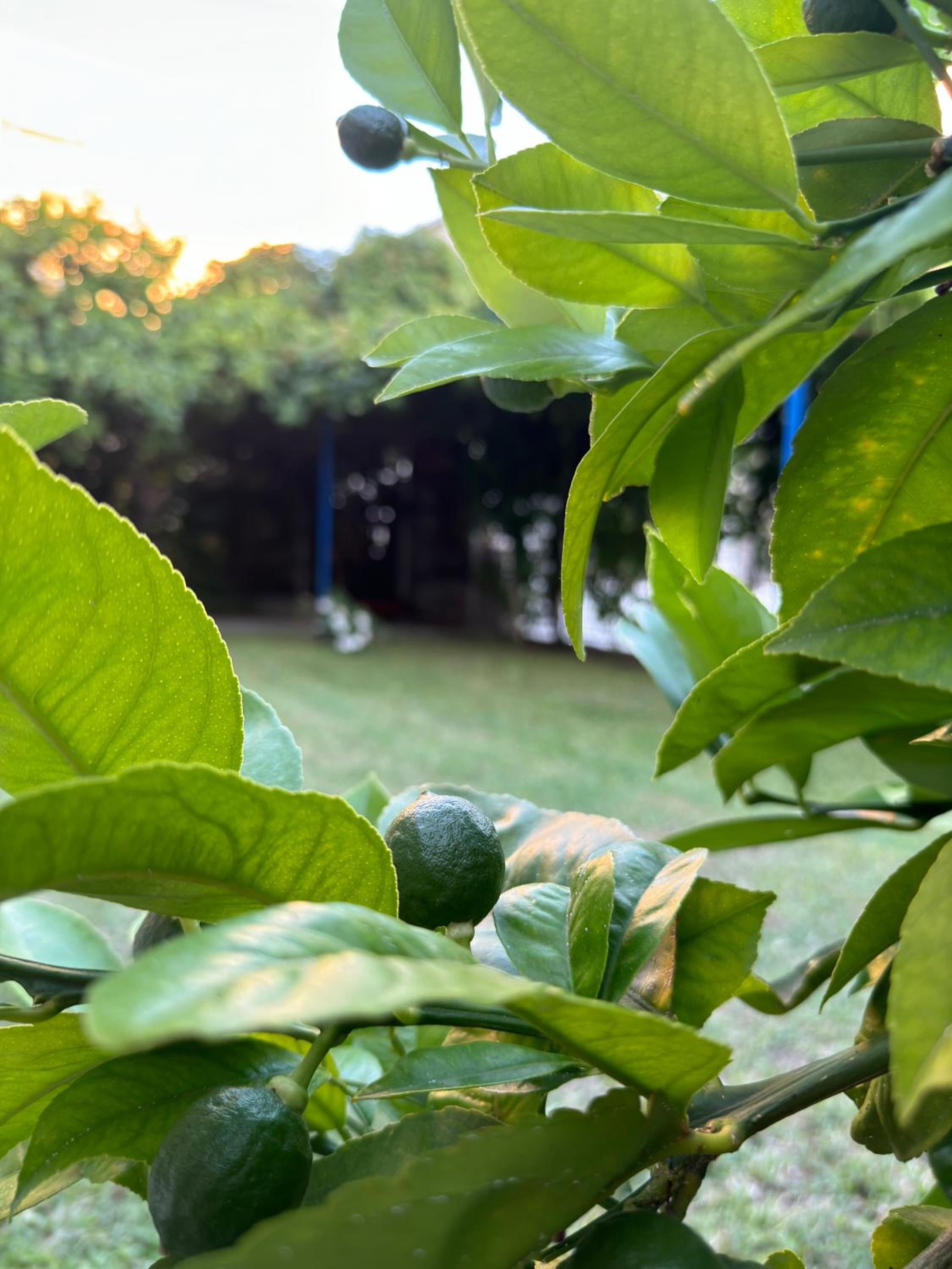 Valentinas Garden